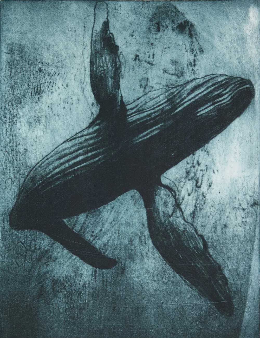 whale.jpg