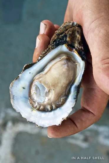 IAHS-2015-07-10-Gulf-Oyster-Tour-IMG_4250.jpg