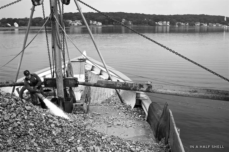 Blue Point Oysters: Then and Now — In A Half Shell : A Bivalve Curious ...