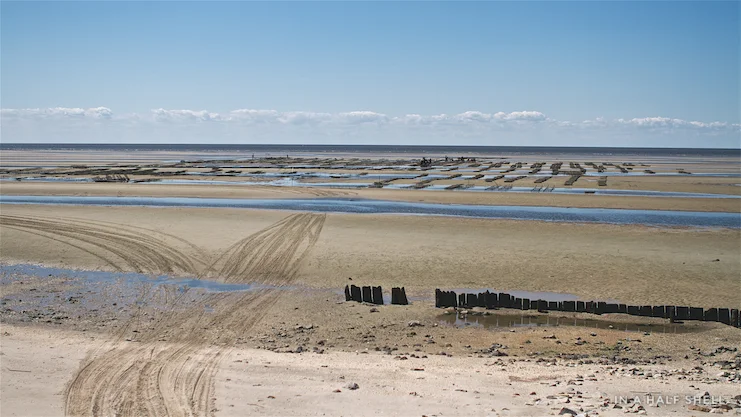 IAHS-2016-05-03 Cape May SaltsIMG_6302