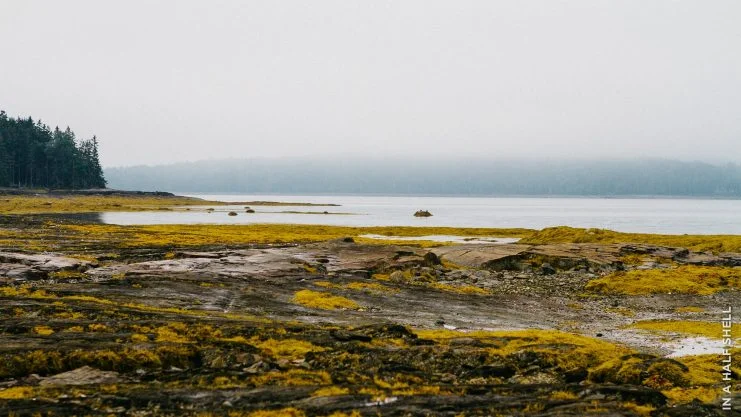 IAHS-2017-06-22-MaineOysterTrail-5625-741x417.jpg