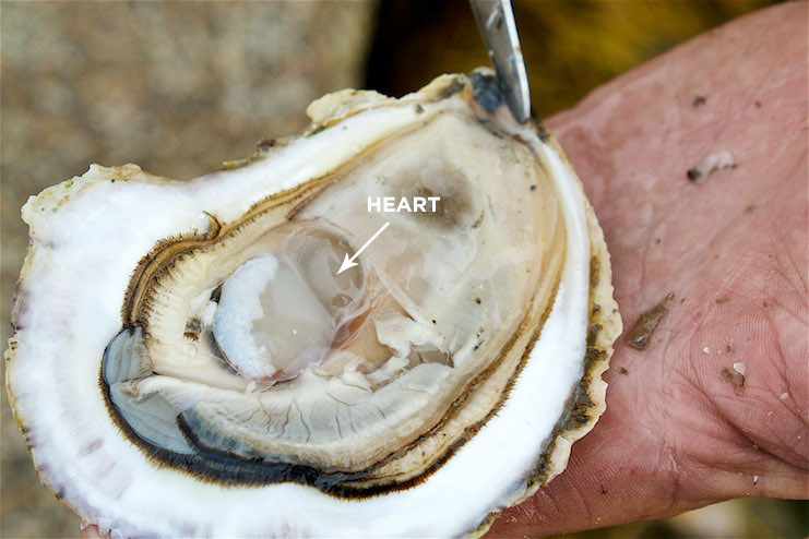 Mount Desert Island Oyster. See post .