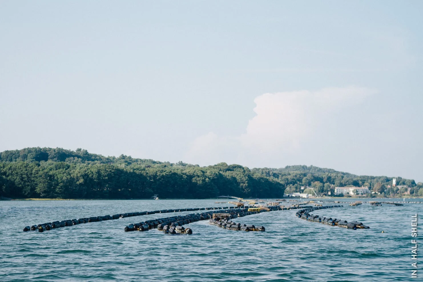 Fat Dog Oyster Farm An Oyster Blog For Oyster Lovers In A Half Shell