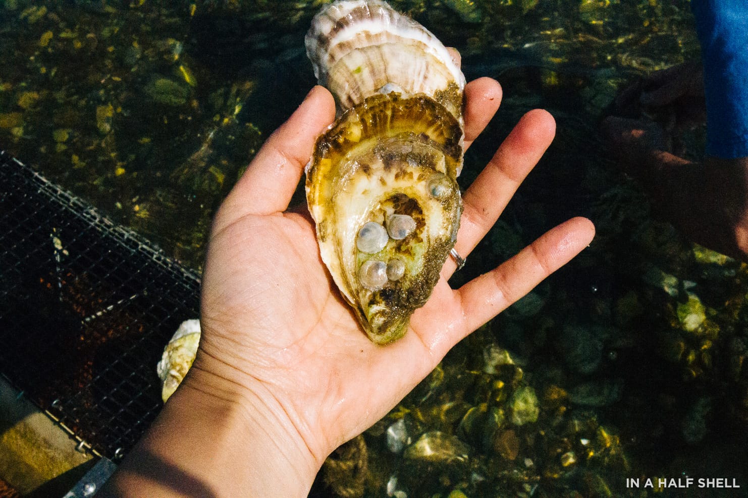 InAHalfShell-2018-09-08_DownEastMaine-12.jpg