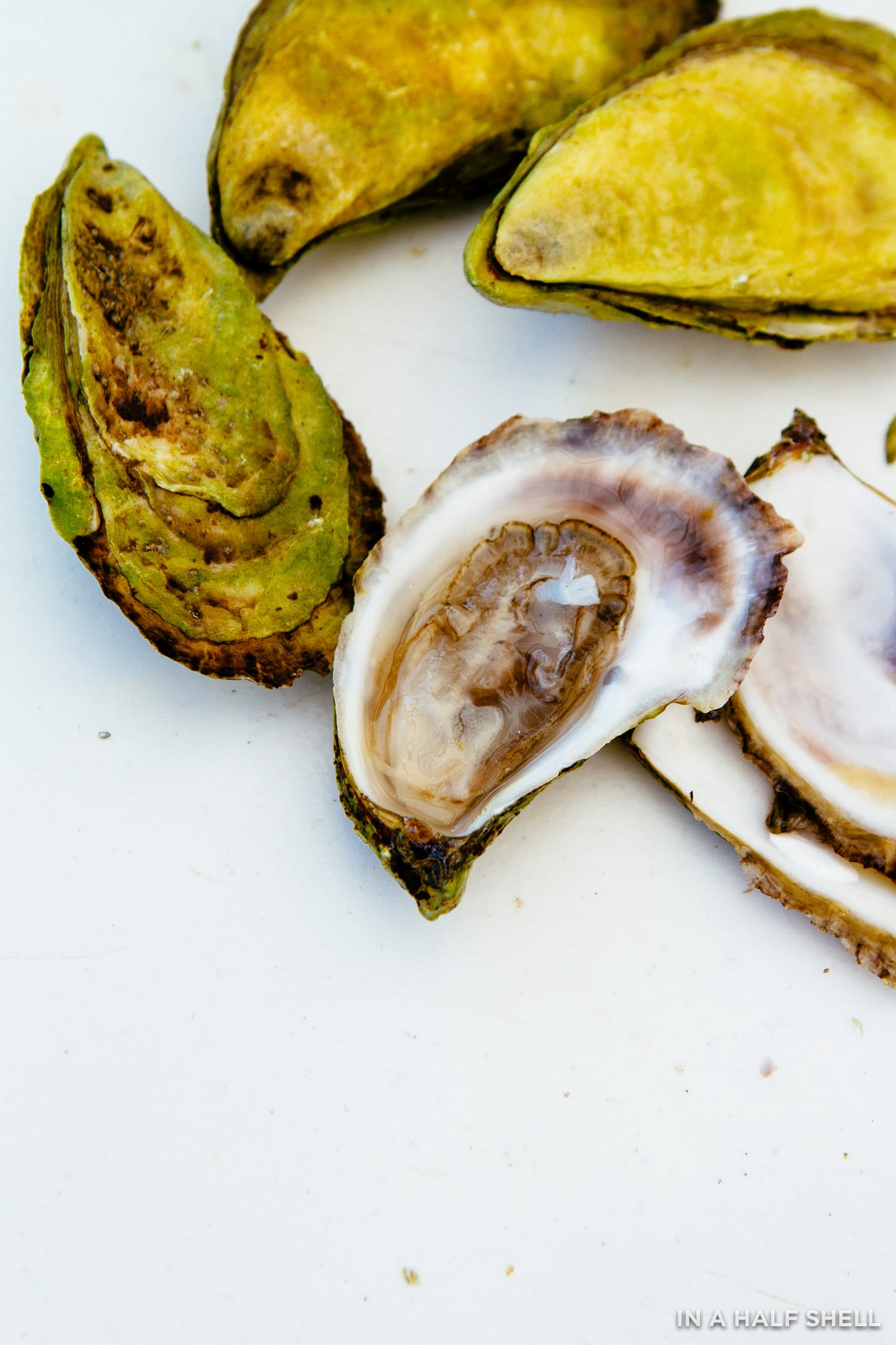 InAHalfShell-2018-09-08_DownEastMaine-24.jpg