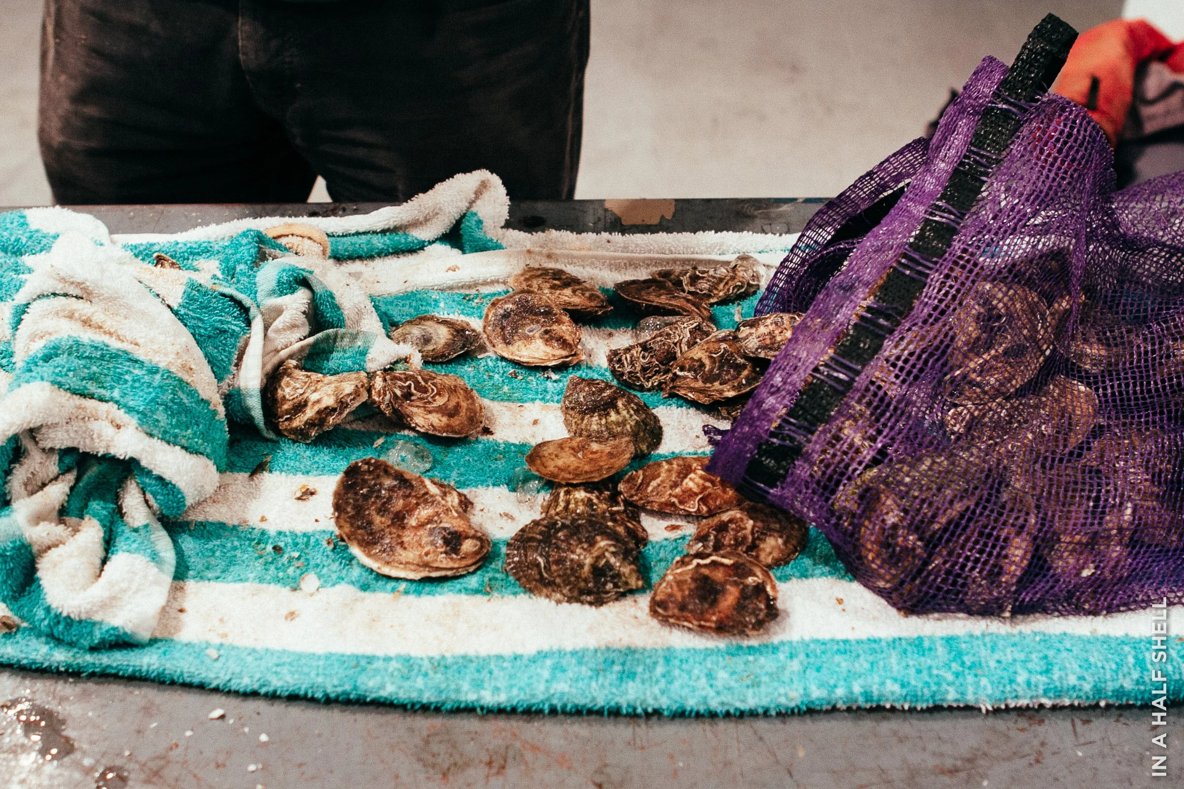 InAHalfShell-2011-WalrusCarpenterOysterCSA-2.jpg