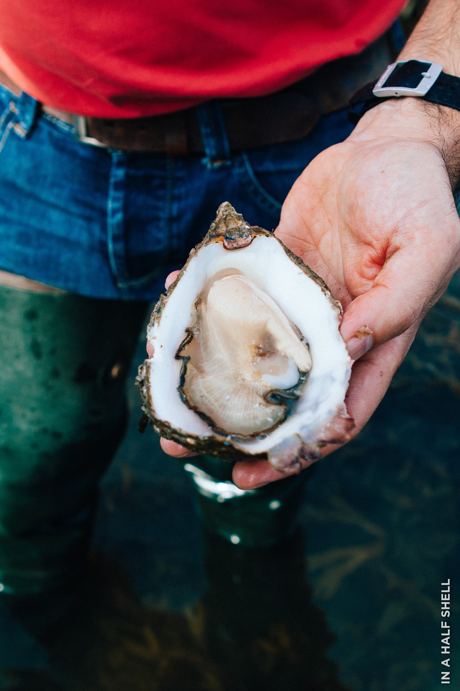 Oysters of Ireland: Merroir (Part 1 of 3) — In A Half Shell : A Bivalve ...