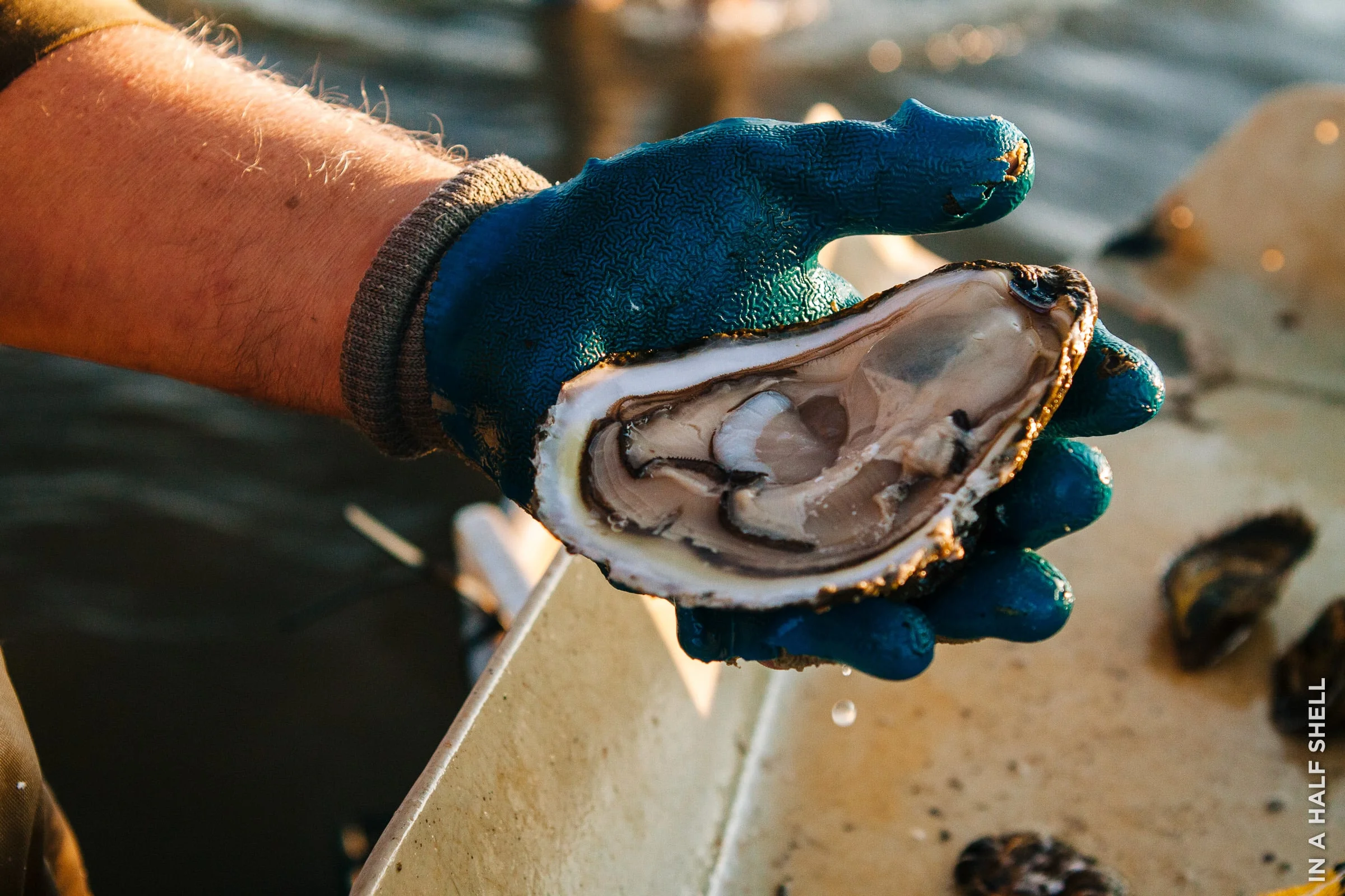 InAHalfShell-2015-Wellfleet-26.jpg