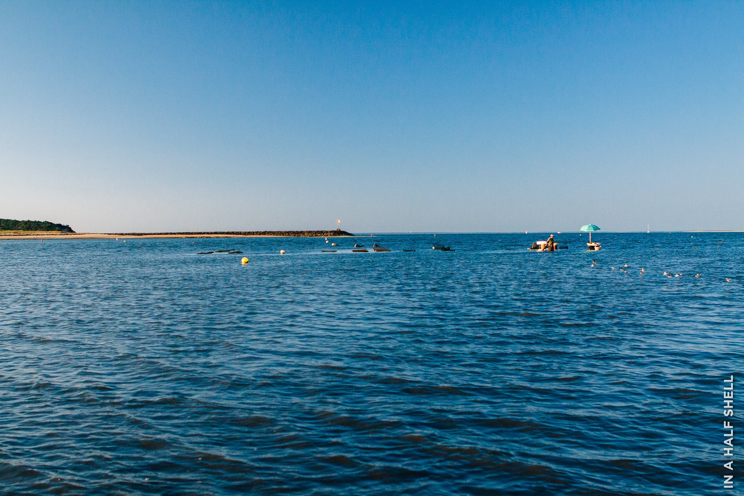 InAHalfShell-2015-Wellfleet-31.jpg