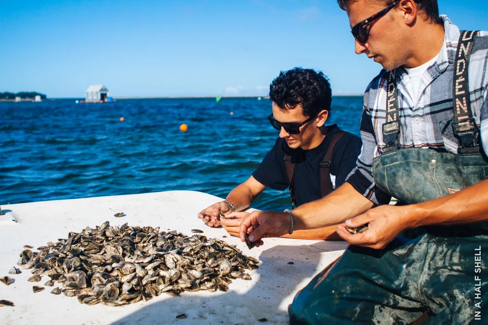 Cape Cod Oyster Tour A New Class of Duxbury Oysters — In A Half Shell