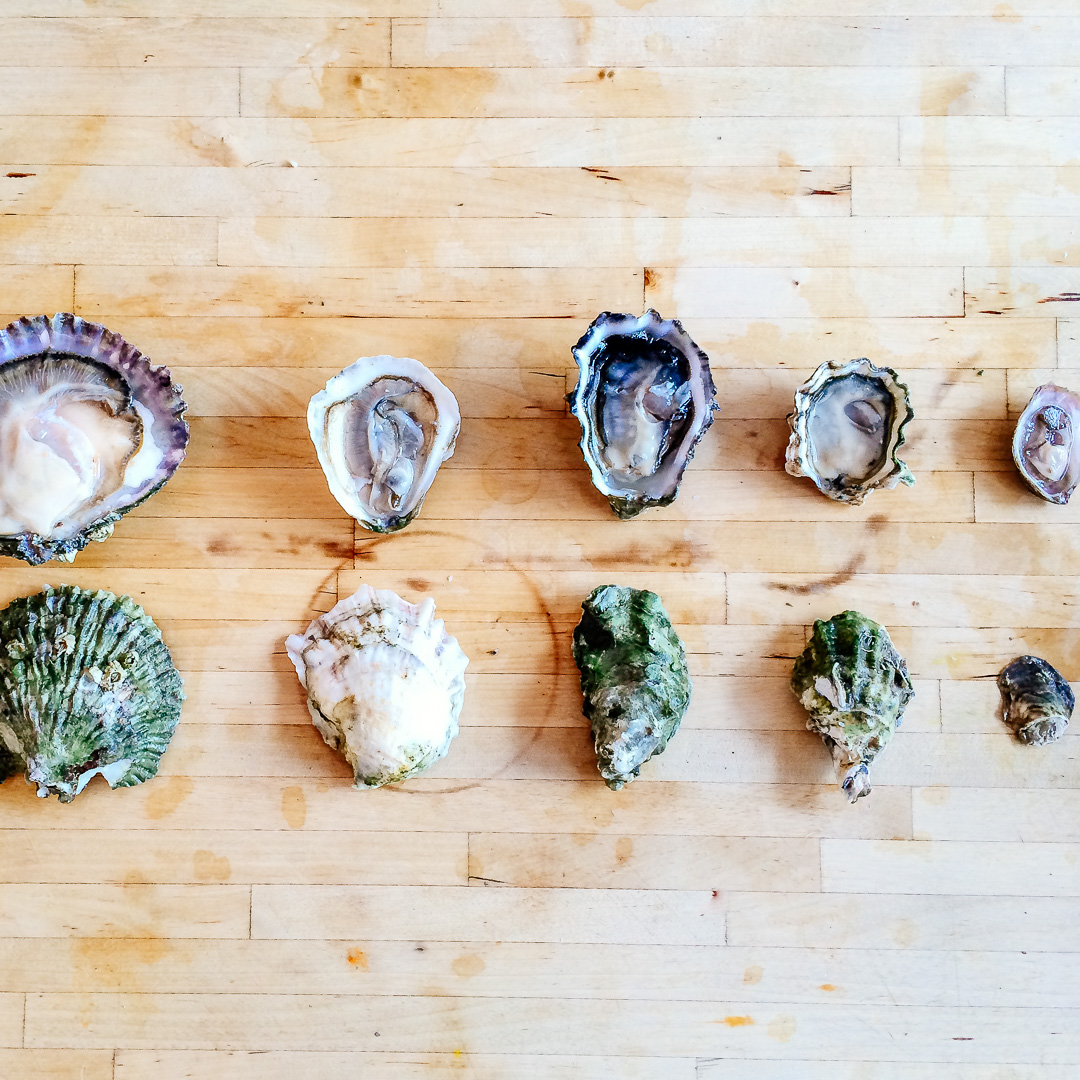 Oyster Identification Chart