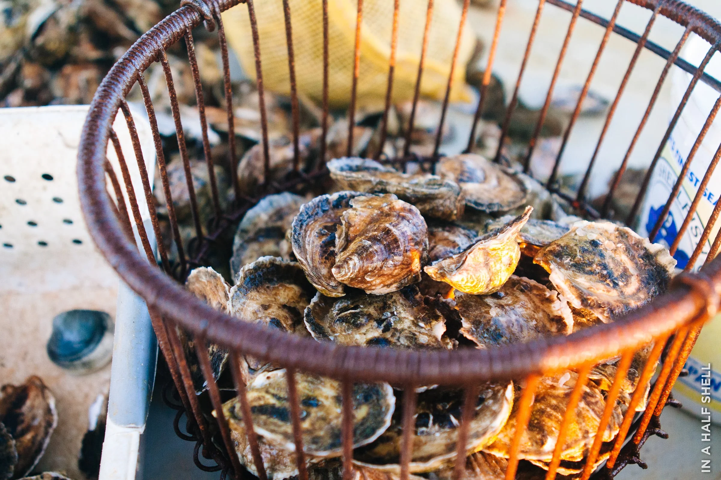 Oyster Standards In A Half Shell Listen to rock the halfshell by partners in kryme on deezer. in a half shell