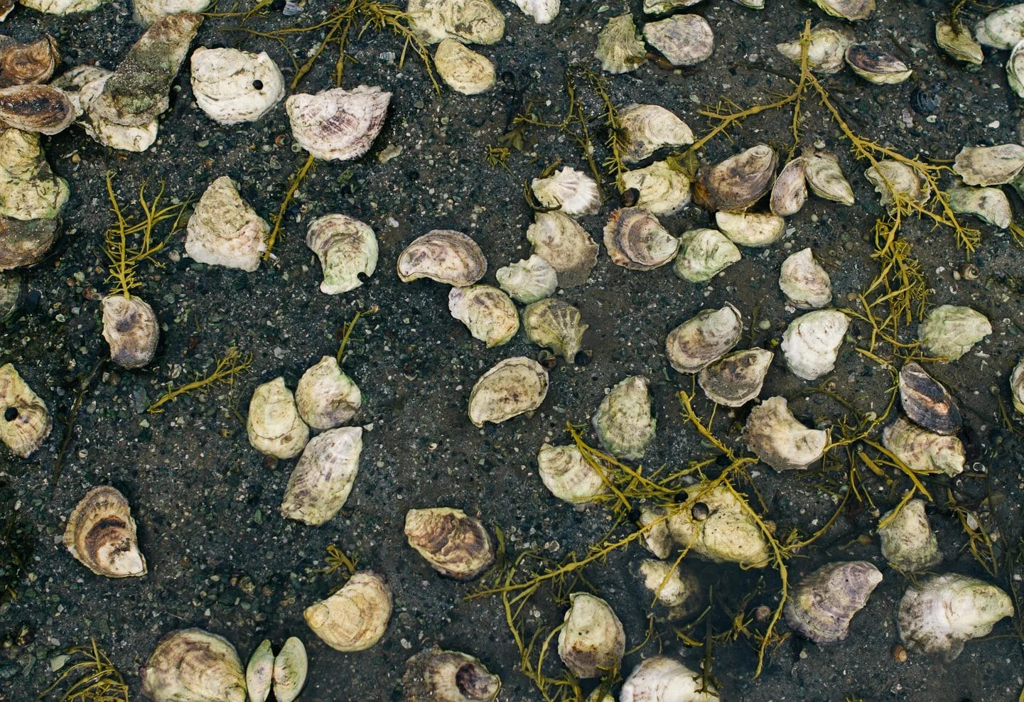 Half Bird Shell Half Shell 101: A Beginner's Oyster Appreciation Guide — In A Half ...