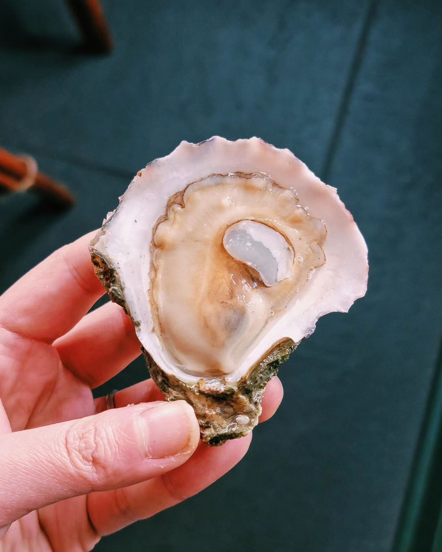 Area 10 Empire, Louisiana wild oyster: a soft and delicate brine (18 ppt), incredible bright and brothy umami, earthy undertone (yet not muddy), and mineral finish. Snappy texture. Adductor muscle 💪 but wasn't overly sweet. Haven't had one of these 