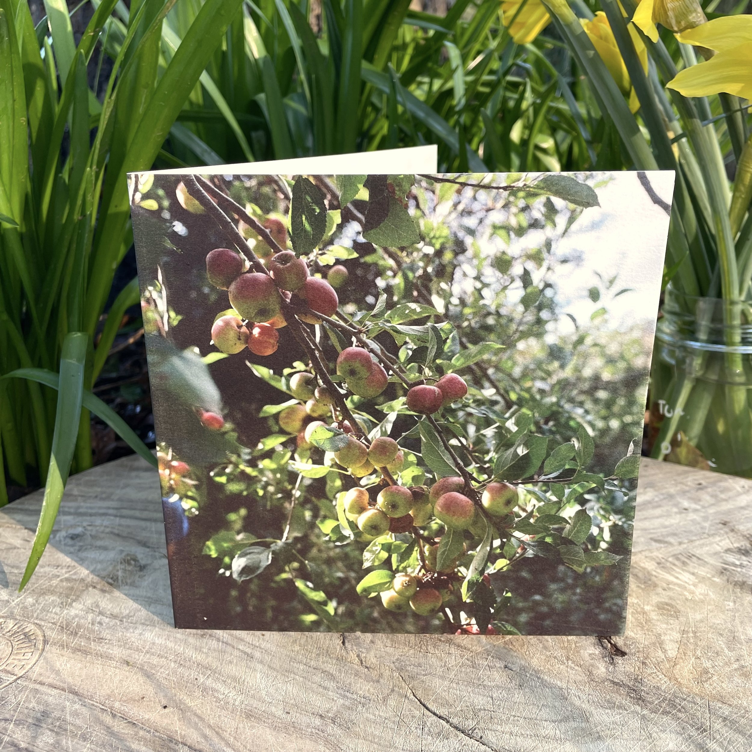 Orchard apples in Bristol market garden - an analogue photograph by Cecile Pujol