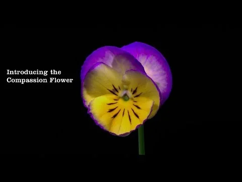 The Compassion Flower