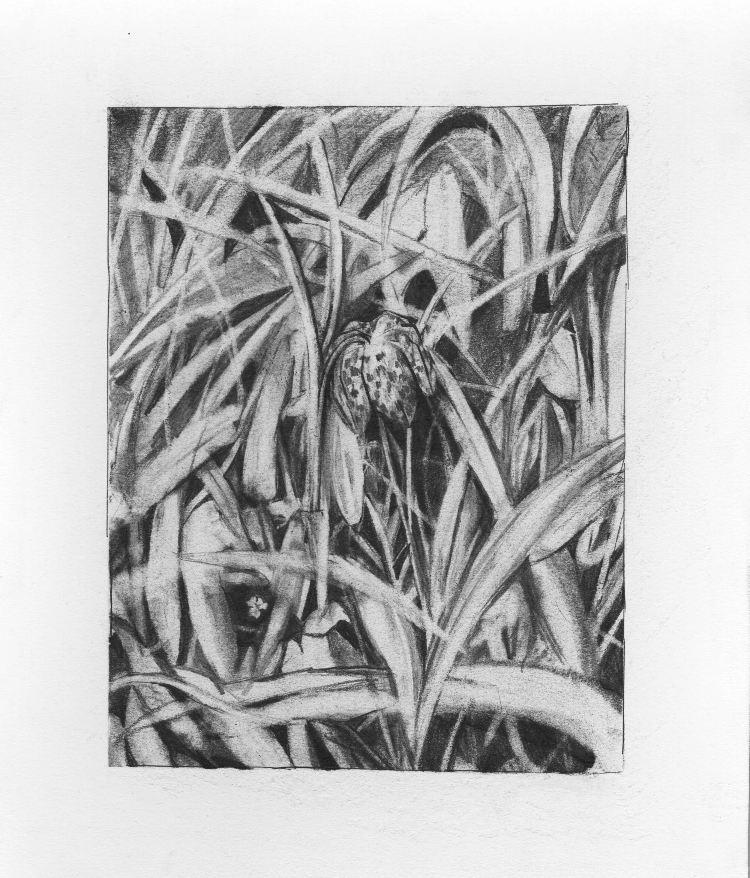 drawing3.jpg