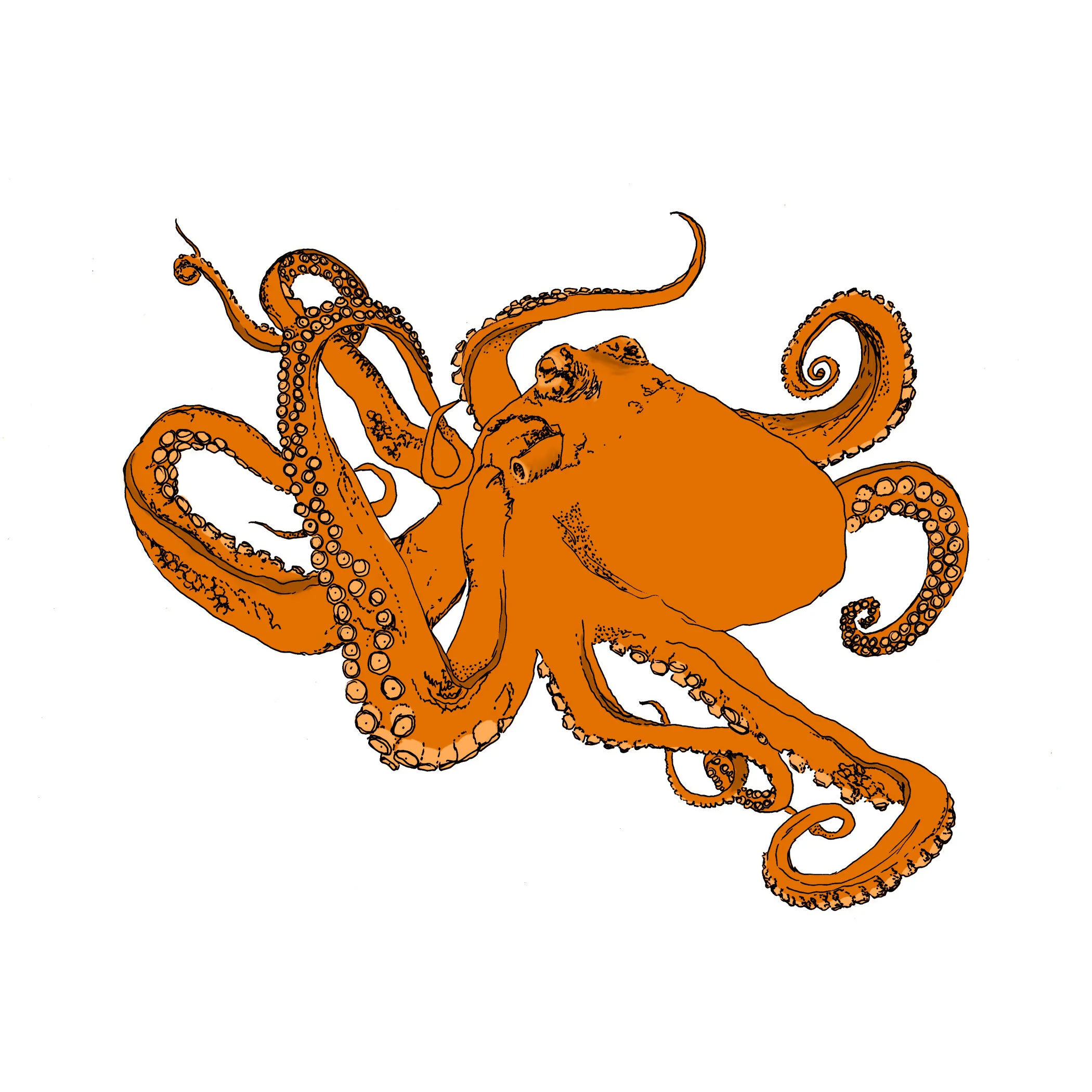octopus(7x7).jpg