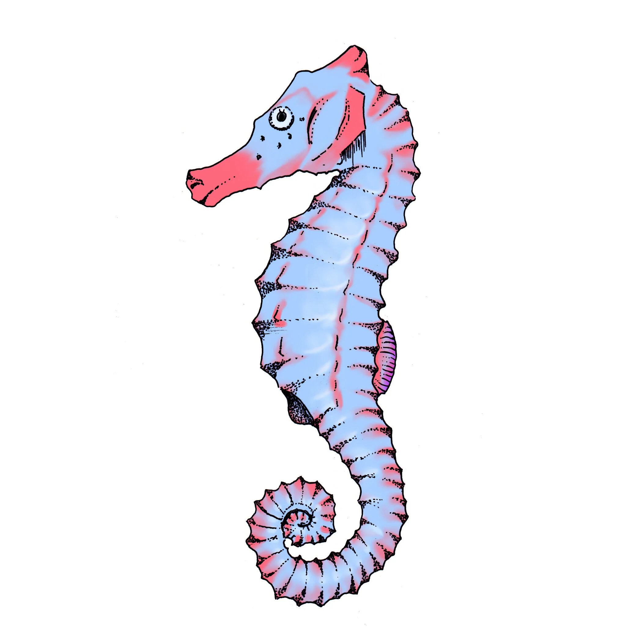 seahorse(7x7).jpg