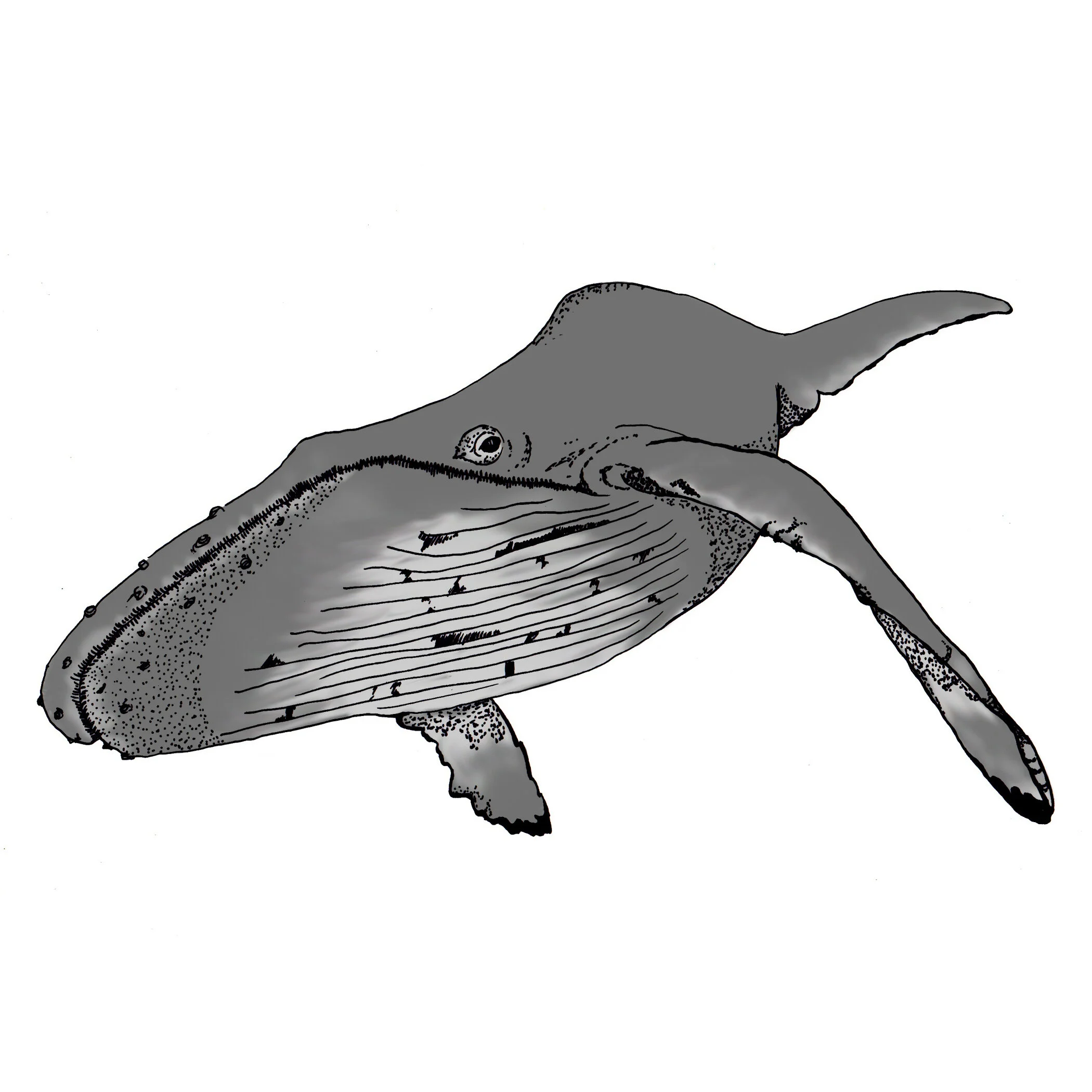 whale(7x7).jpg