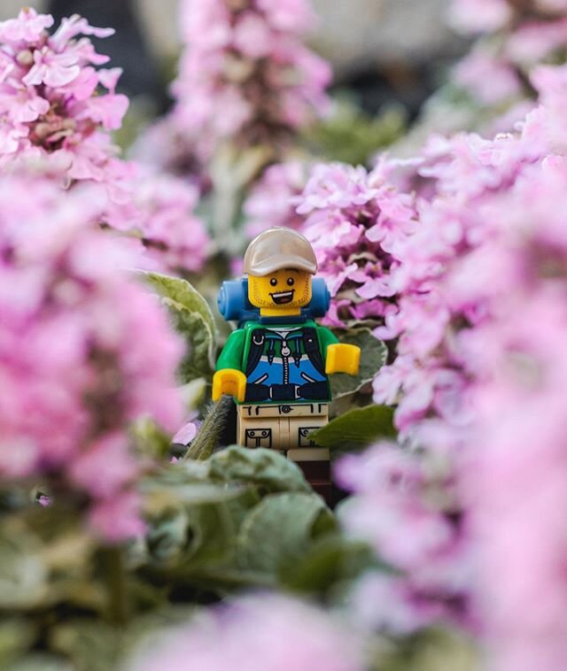 Hiked uber local this weekend. Got lost amongst the trees in the backyard. #ourgreatindoors #stayhomestaycreative .
.
.
.
.
#hiking #lego #photography #macrophotography #sonya7 #getinside #photography #getoutside #creatorclass #wanderlust #instamood 