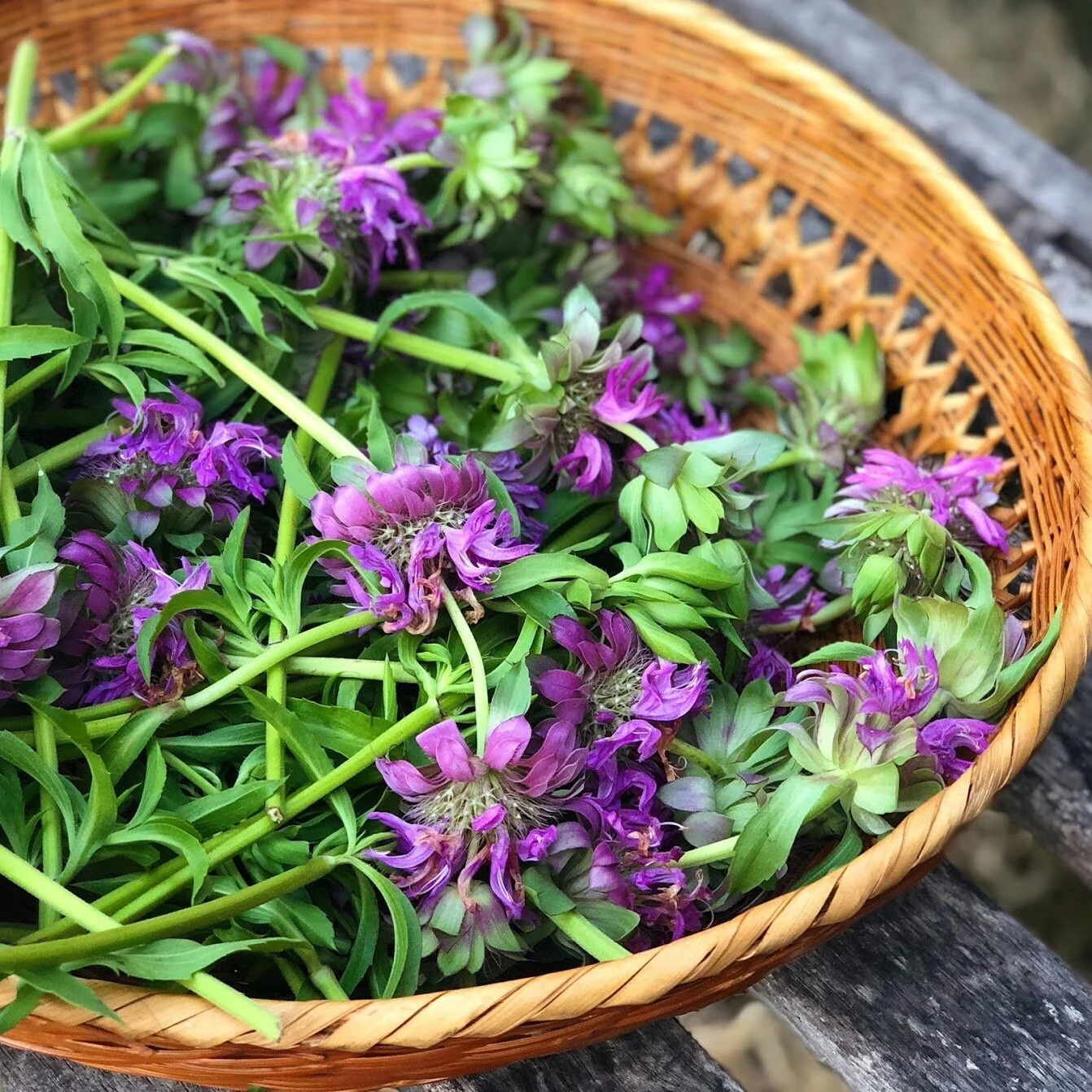 HERBAL CONSULTATION