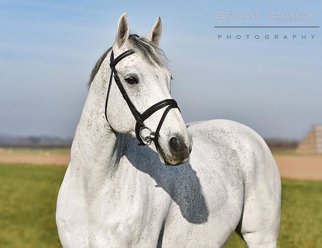 Monarch 🦄💕
--
-
- -#horse #model #cheval #horsemodel #equine #field #farmland #photographer #animalportrait #equestrian #instahorse #horsesofinstagram  #portrait #equestrianblog #equestrianstyle #equestrianproblems #equestrianblogger #equestriansof