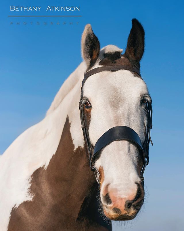 Happy Easter weekend everyone! 🍫🐇🥚 Here is an image from Paddy&rsquo;s photo session 🦄📸💕
-
-
-
#horses #horse #horsesofinstagram #equestrian #horseriding #equine #pony #love #instahorse #cob #horsephotography #pferd #horselove #nature #instagra