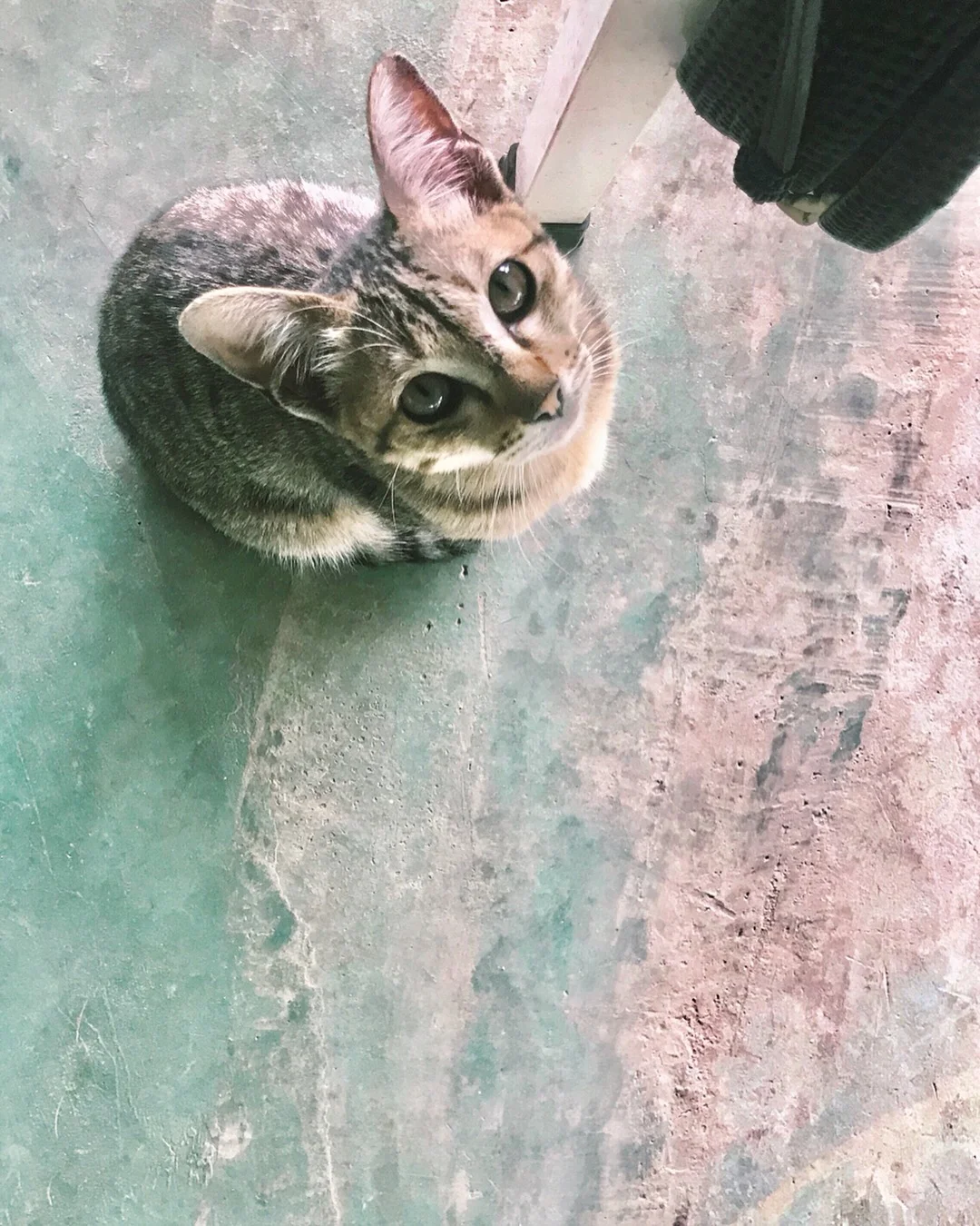 Terrible wine, very cute kitty that we fell in love with and wanted to take home.