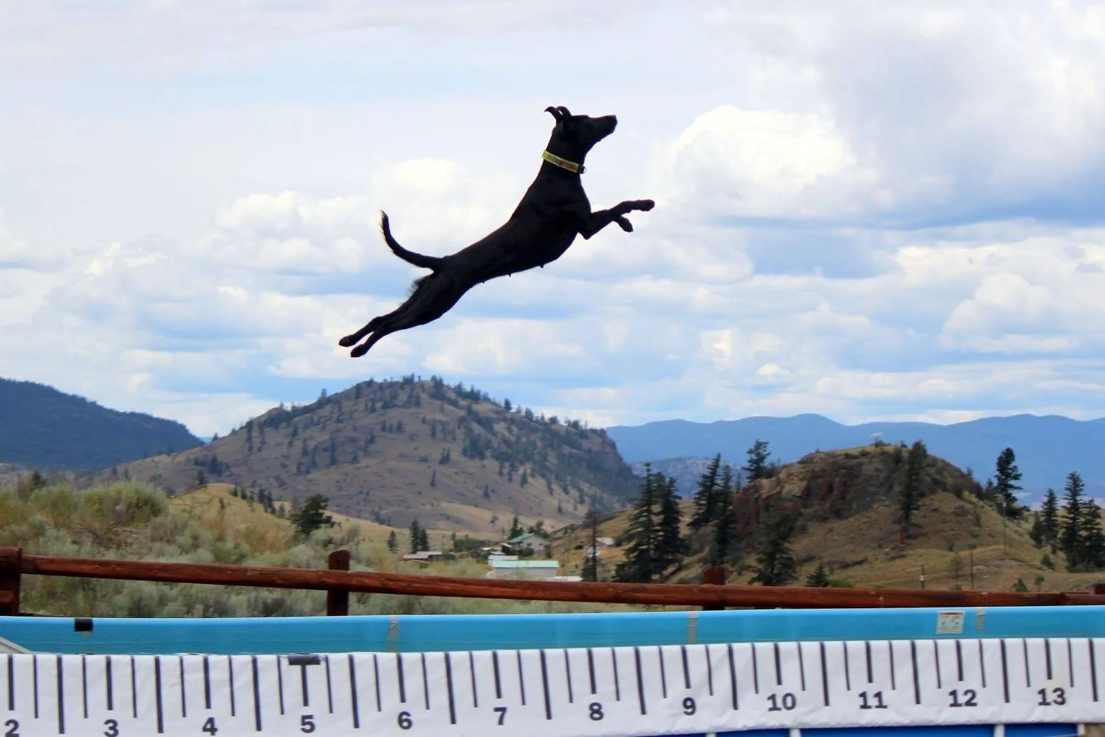 18 months later, Shelby set a Canadian dock diving record. She has since gone on to earn multiple rally, retrieving, and tracking titles