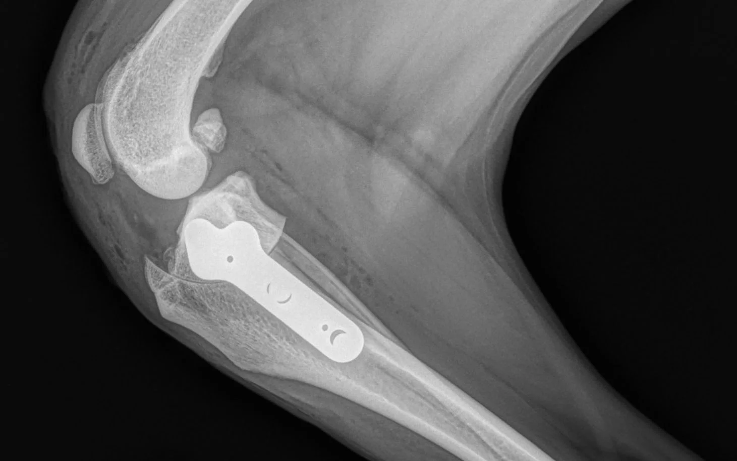 my 1st TPLO cropped flipped.jpg