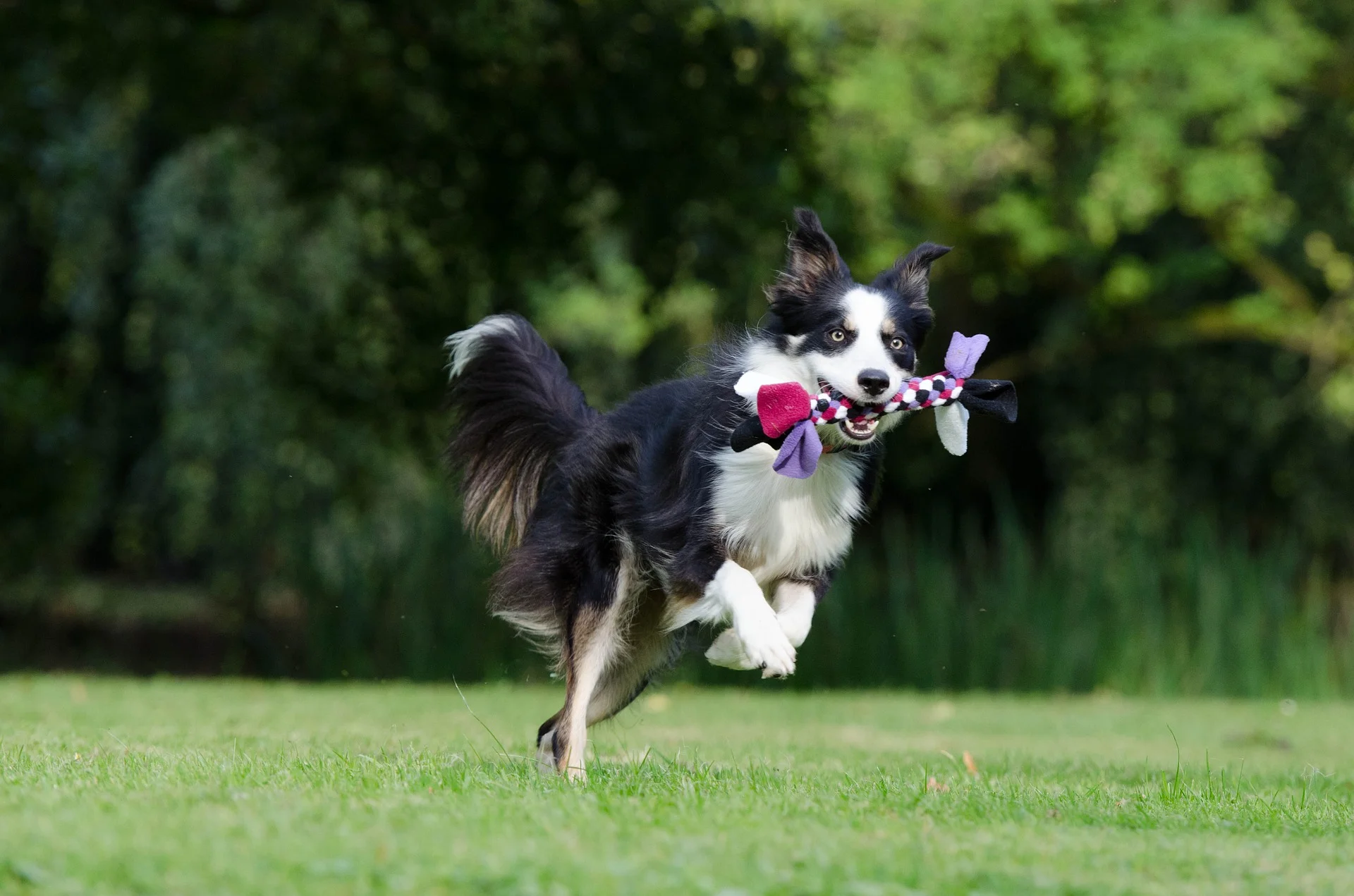 border-collie-672634_1920.jpg