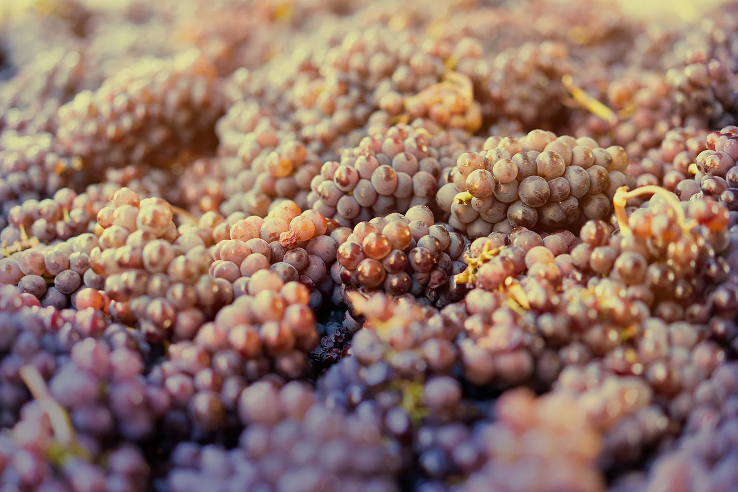 about-cgwa-wine-grapes.jpg