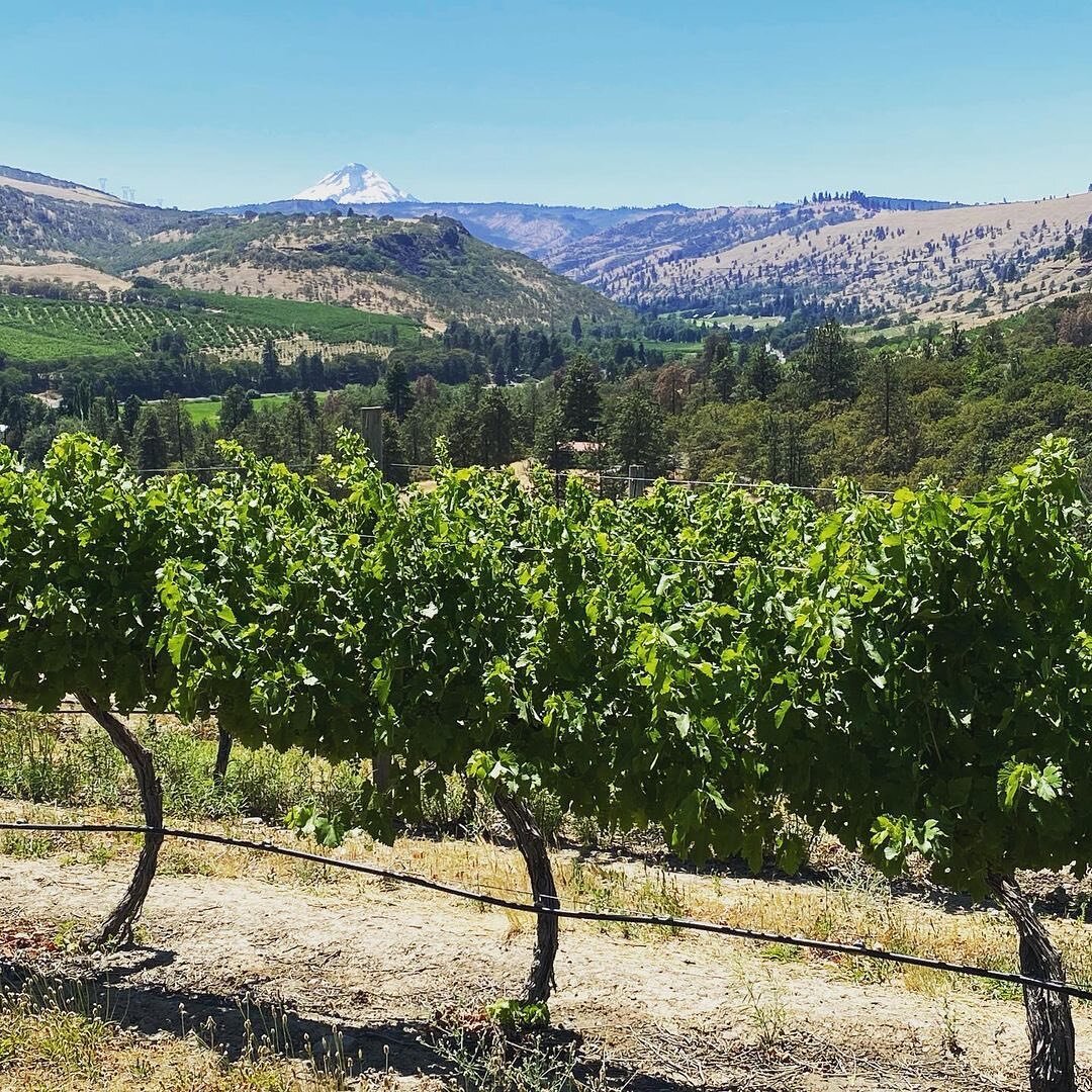 #repost @thepines1852 Another beautiful day in the vineyard. Well hello there Mount Hood 😍
#onlyhere 
#outdoors #outdooradventure #getoutside #vineyard #wine #grapes #thedalles #shoplocal #luckytolivehere #gorgeliving #gorgewine #oregonwine #travelo