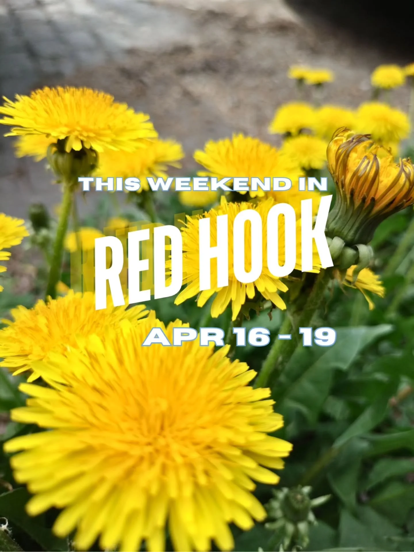 Fierce dandy-lions 🦁 welcome you to enjoy live music, sports games ⚾⚽, outdoor arts + crafts, tinned fish and sound bathing this weekend, starting tonight! 

@pioneerworks 
@tveyenyc 
@redhooksoftball 
@360recordshop
@sunnysbarofficial 
@redhookartp