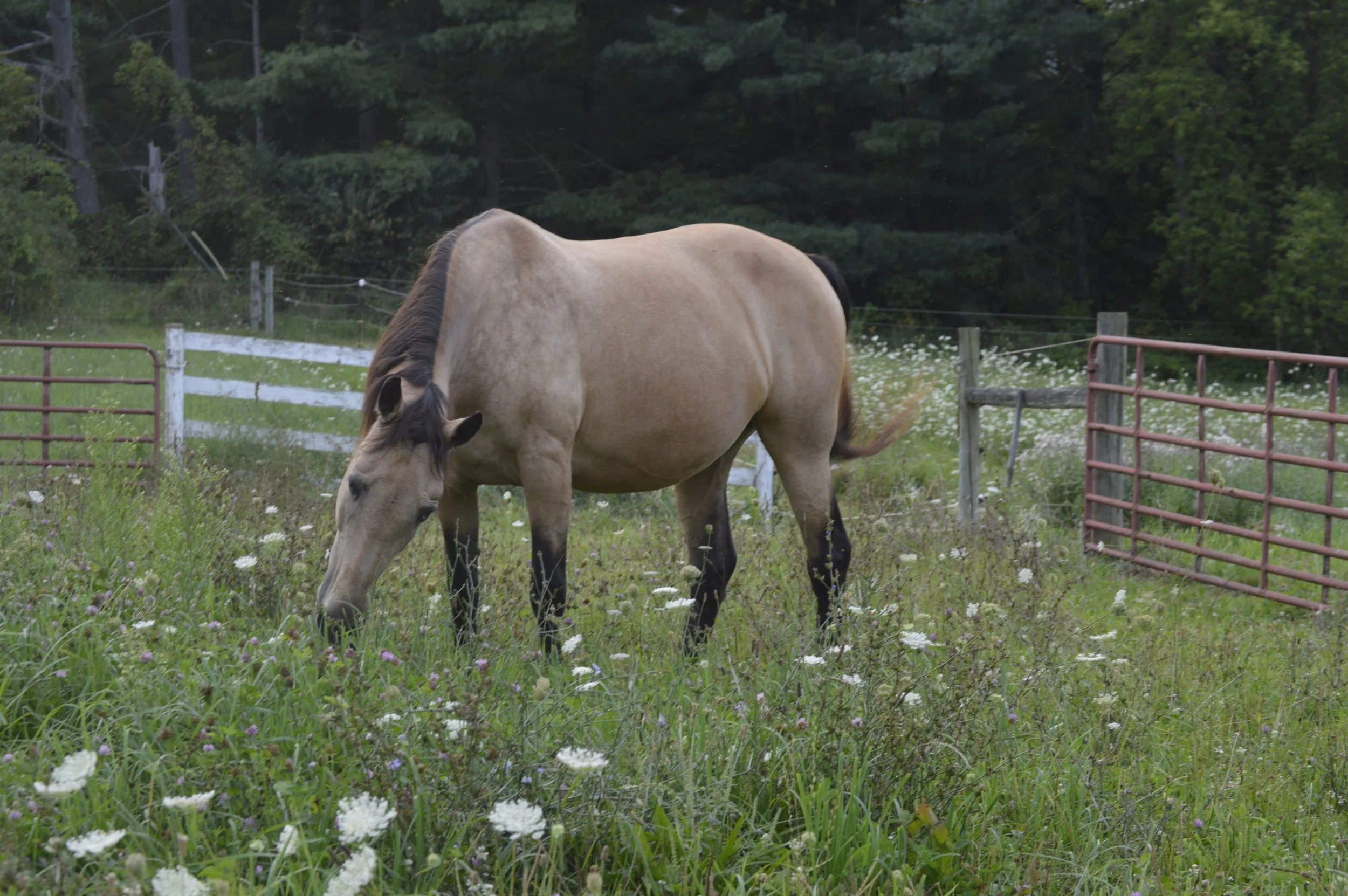 elemental energy⚡︎: square up $275 + trans fees