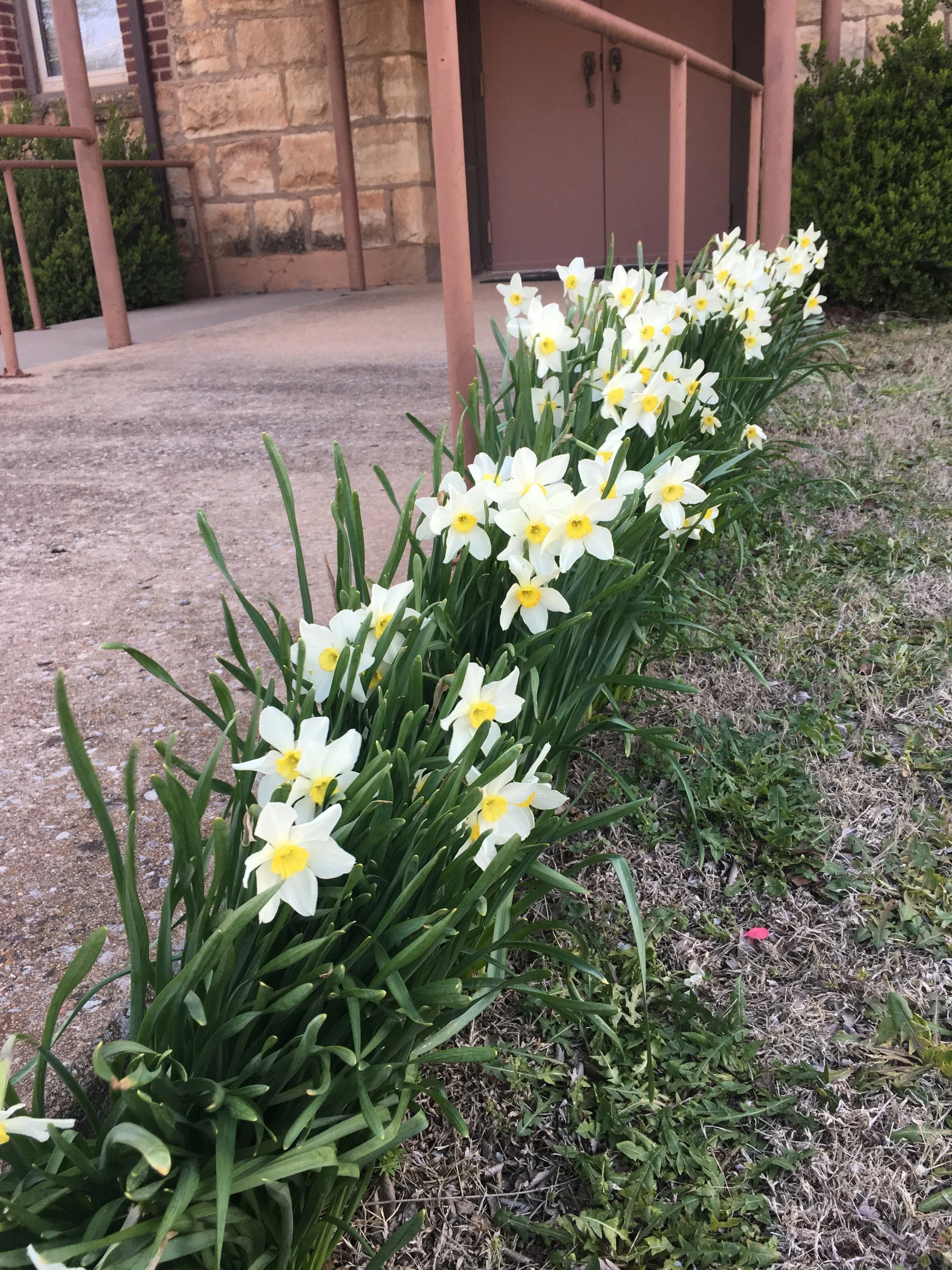 Flowers.JPG