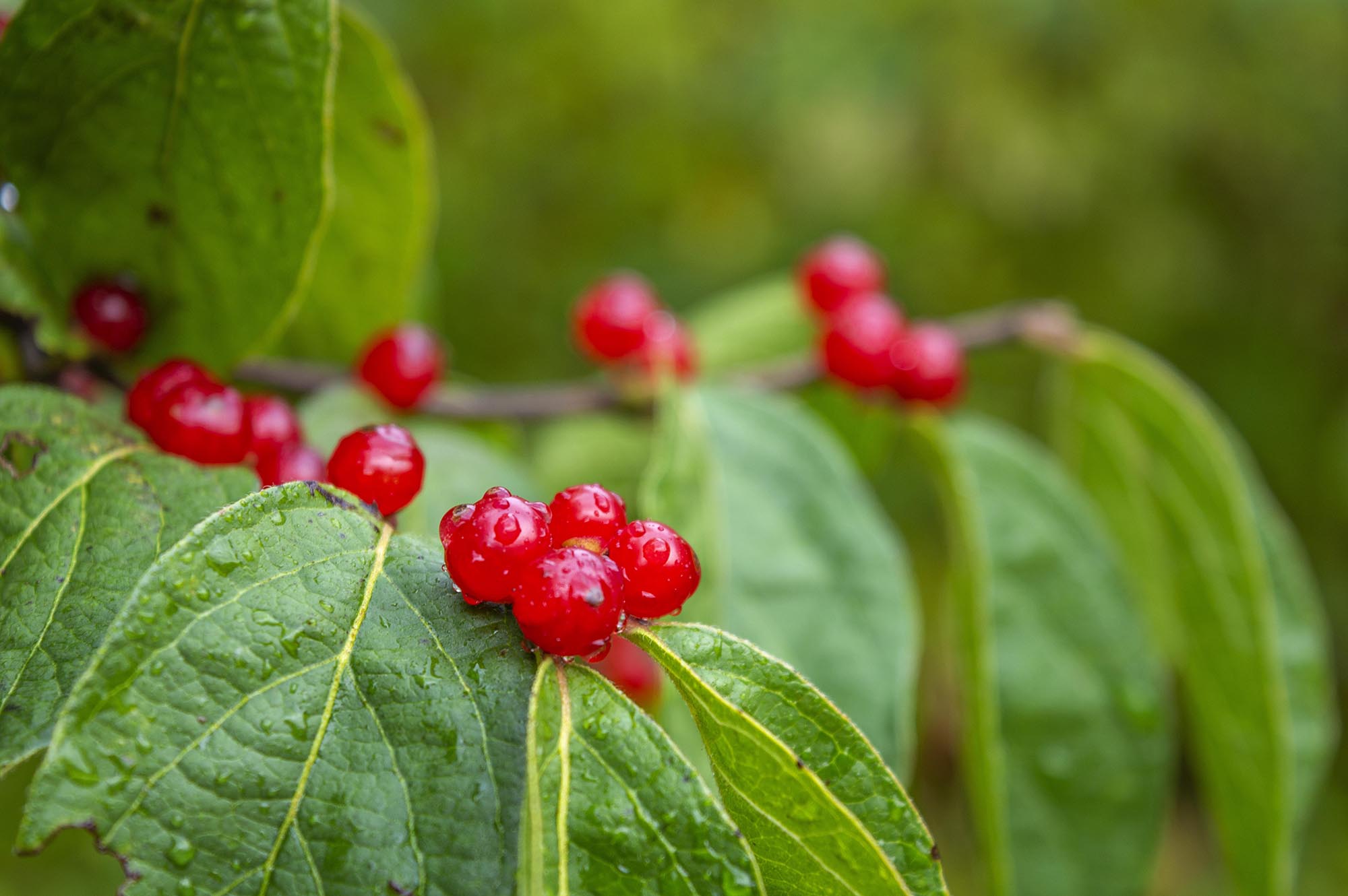 Berries.jpg