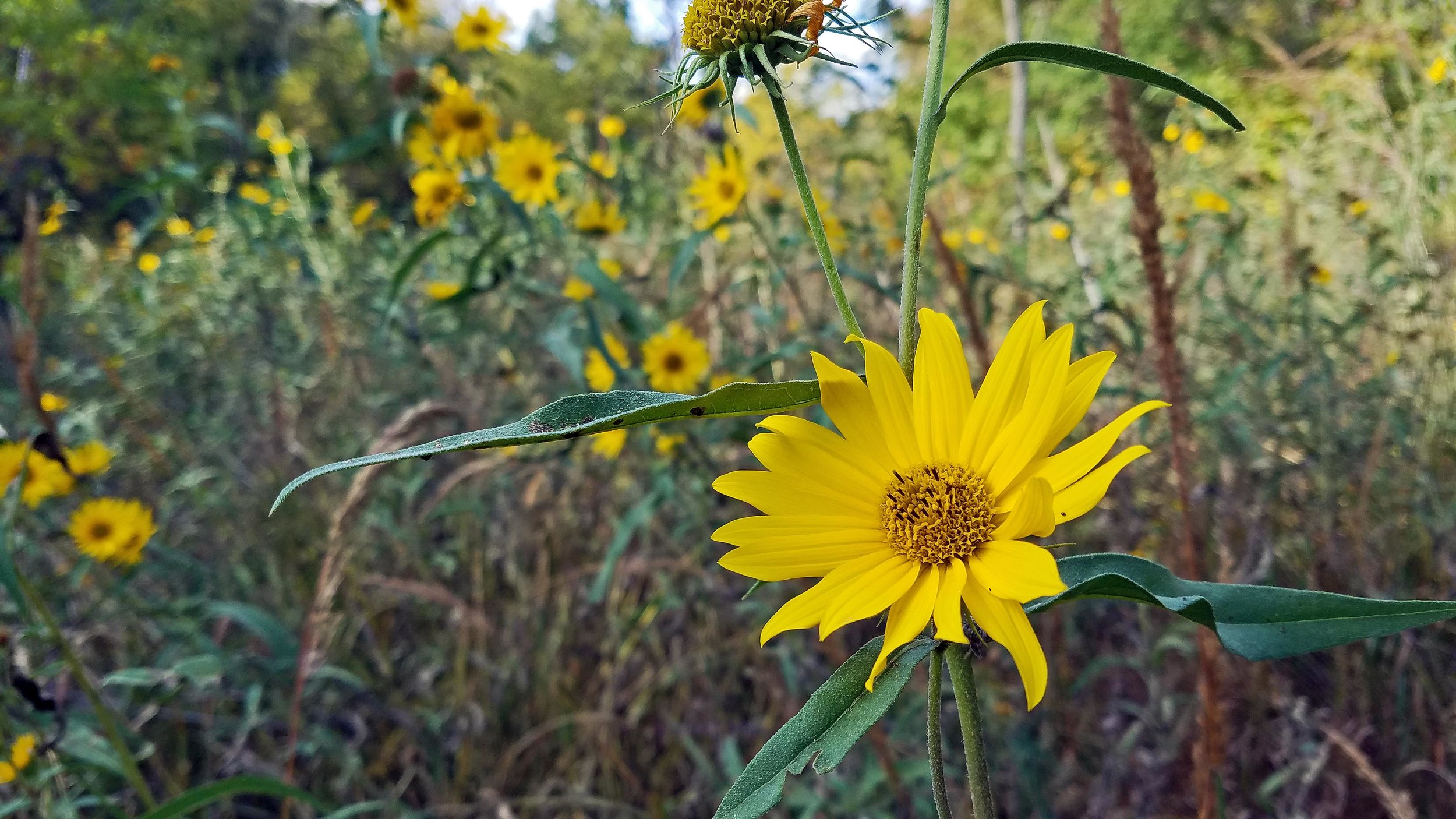 20181002_162852.jpg