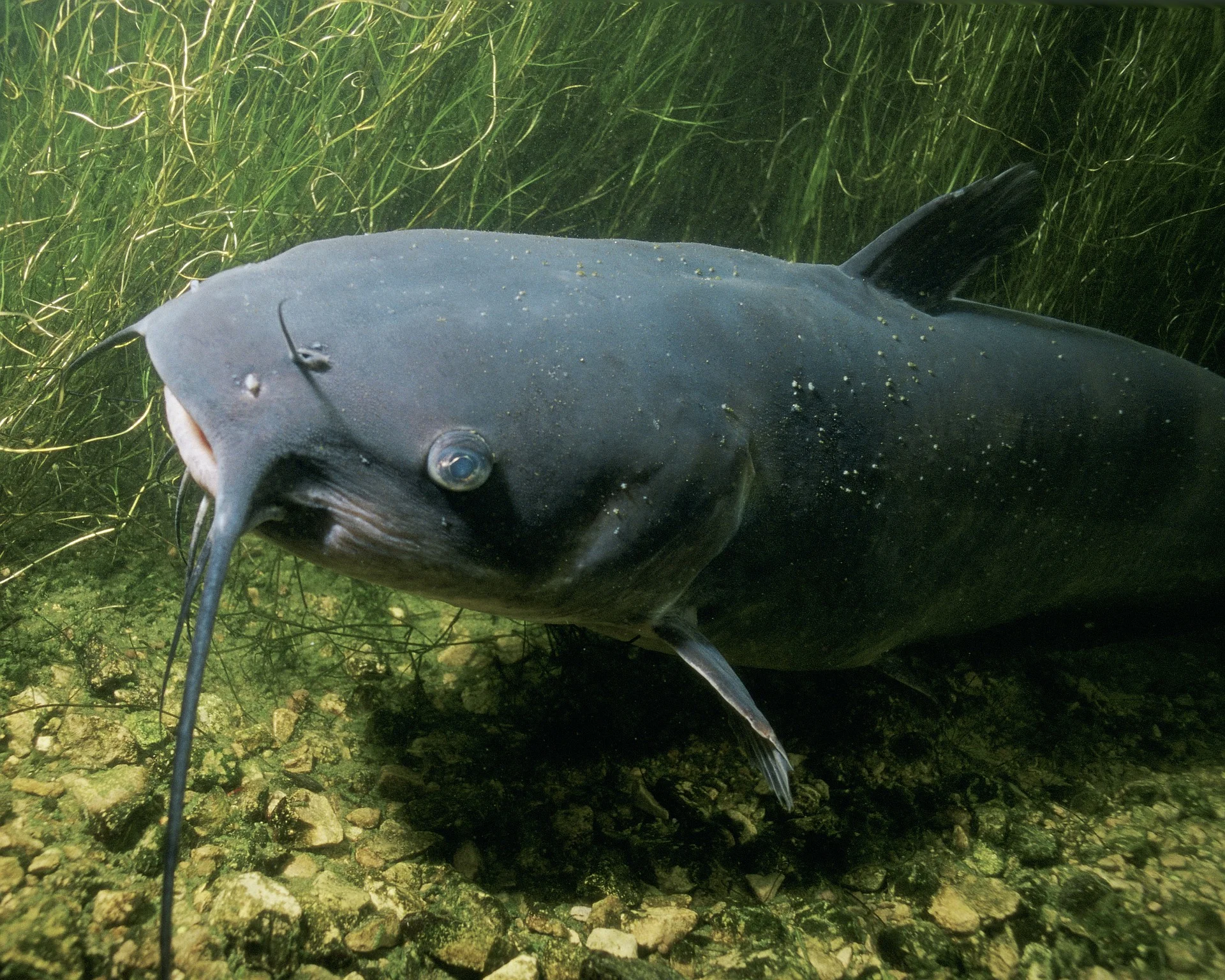 catfish channel cat.jpg