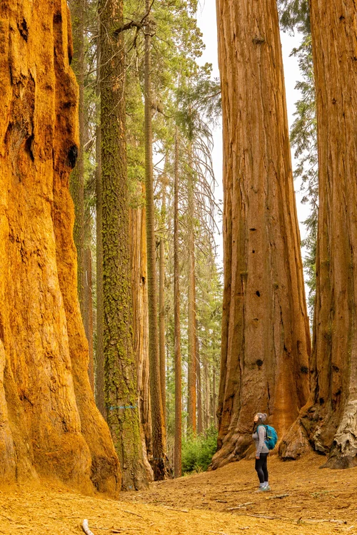 https://images.squarespace-cdn.com/content/v1/5c609953348cd94eaafd852a/1610581591282-JO7WAYWLJ0TMKIXK0H85/Sequoia+National+Park+Winter+Hike?format=500w