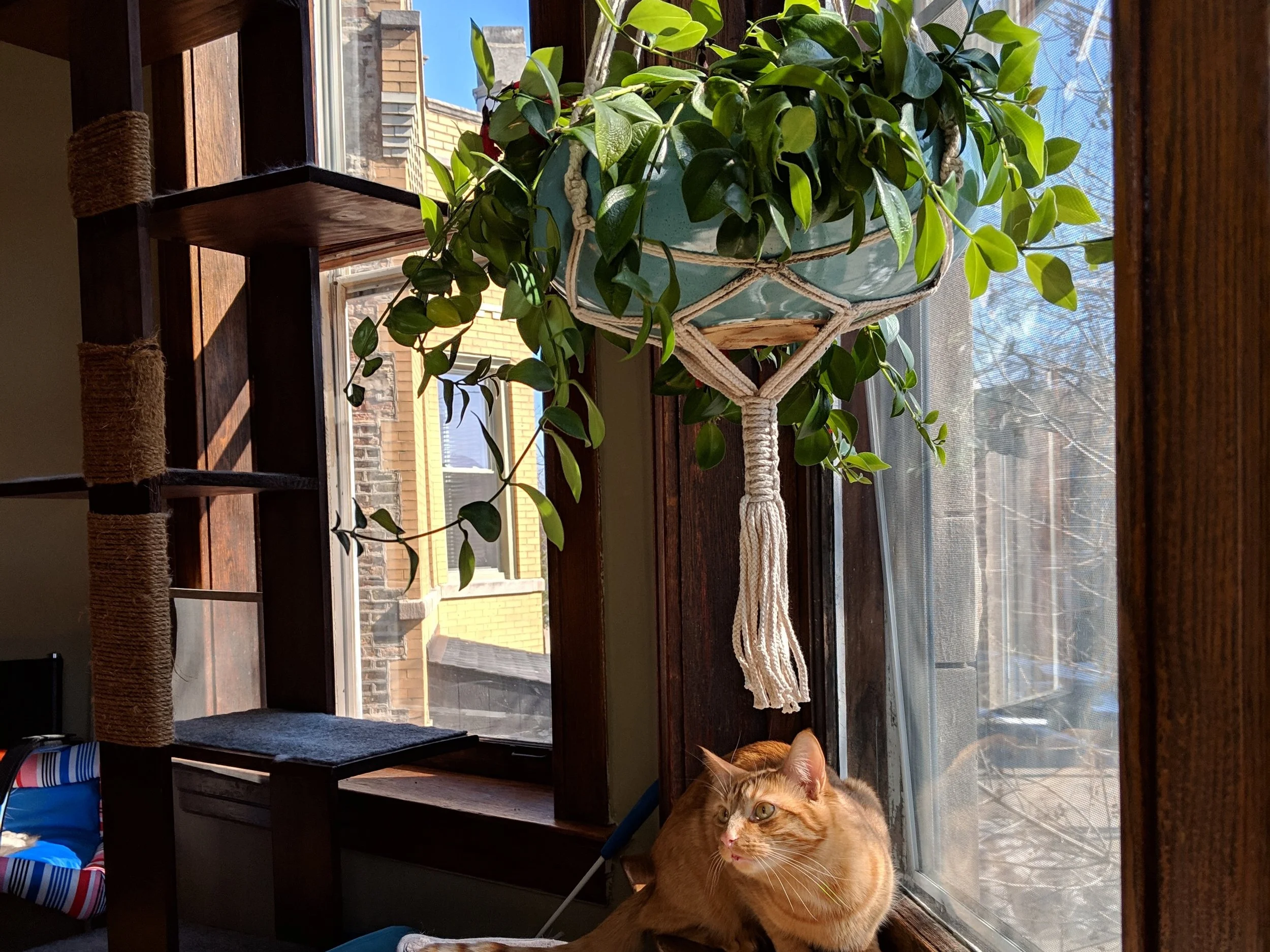Lipstick Plant — Cat Behavior Consultant Feline Fab