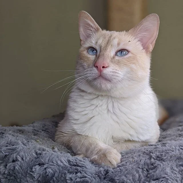 Allow me to introduce the newest member of my family, Honeybear! I adopted him through @st_sophias and he's the sweetest little angel, wants to make friends with everyone he meets 😻😻😻