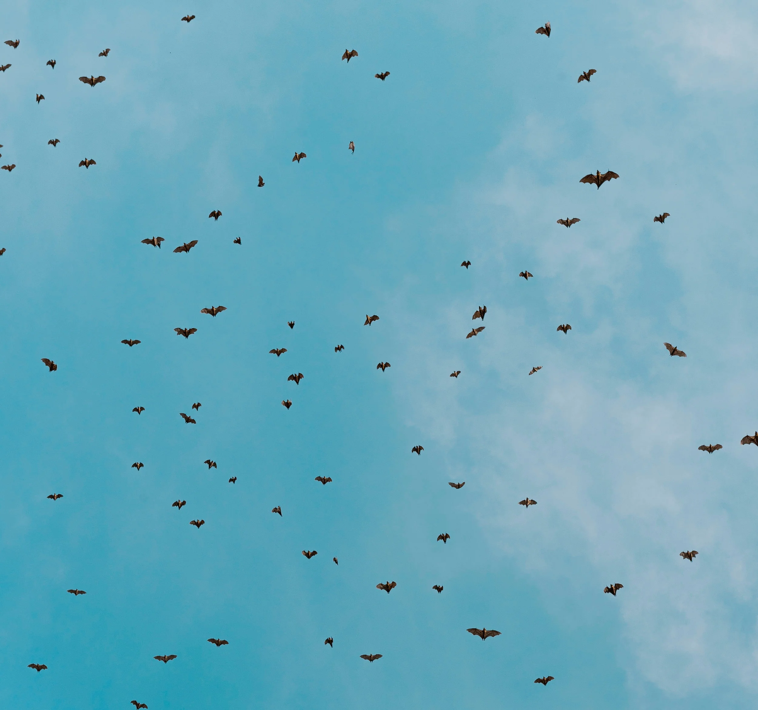  The Cursed and the Blessed