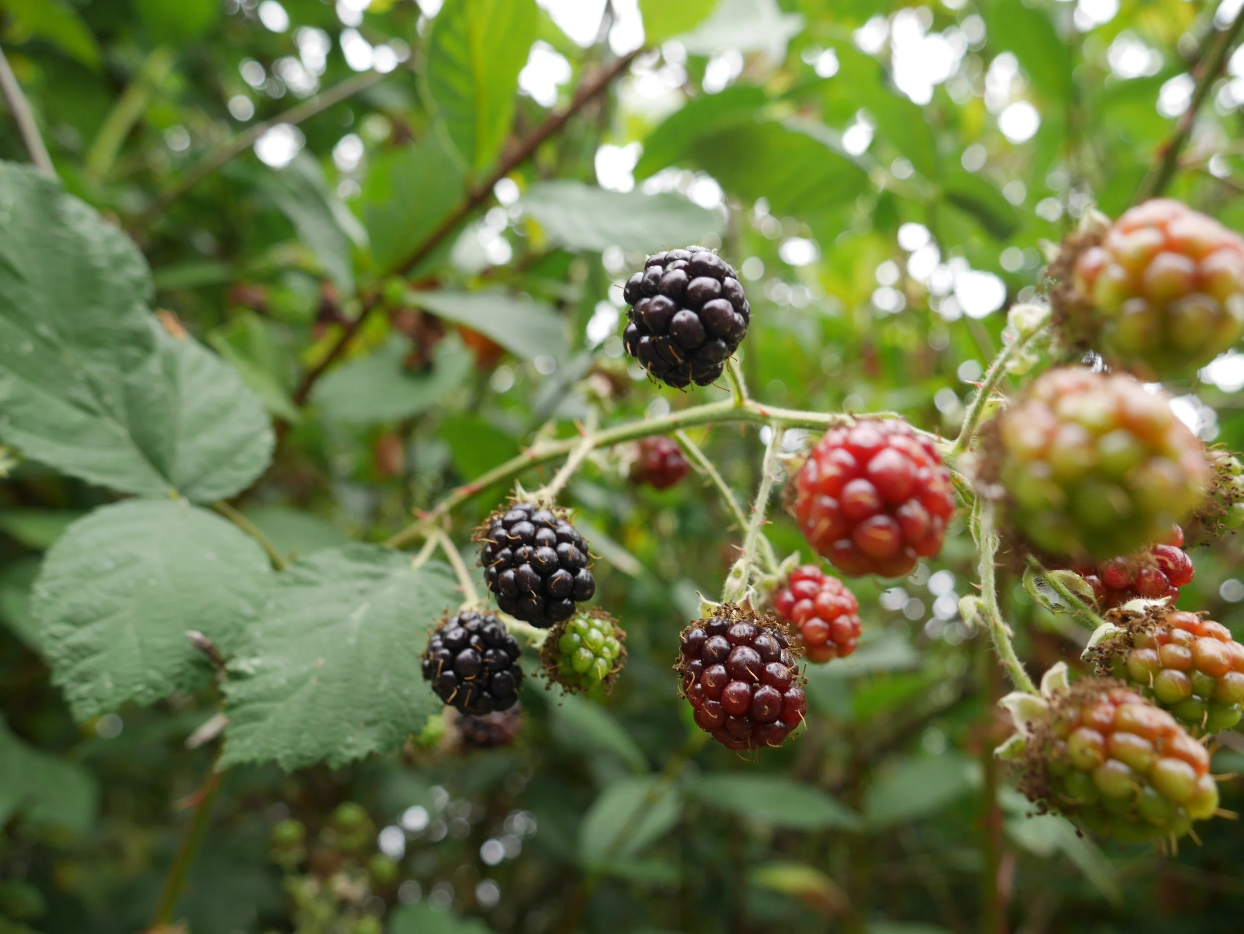 Blackberries in Autumn
