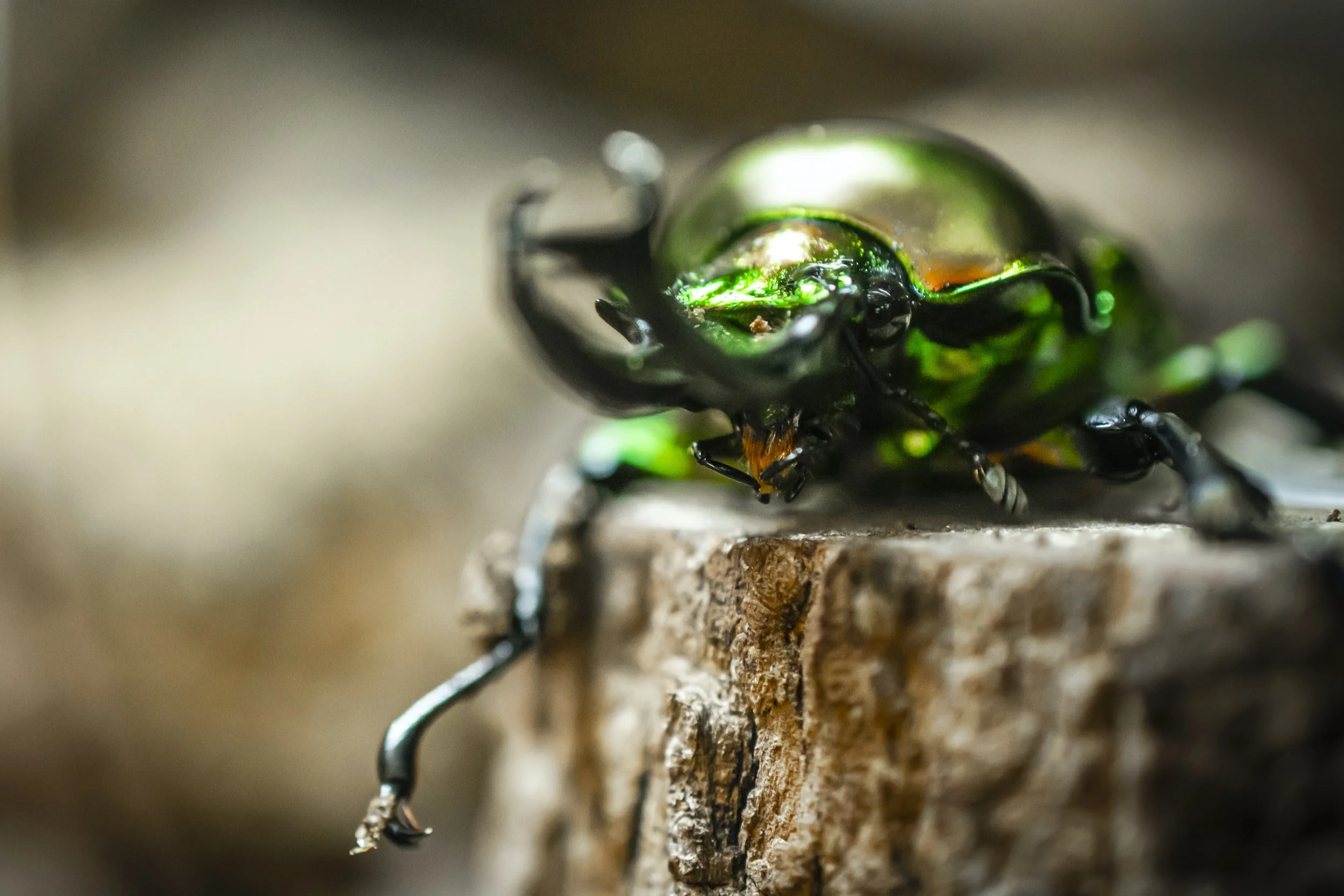 Volta Composed to a Stagbeetle