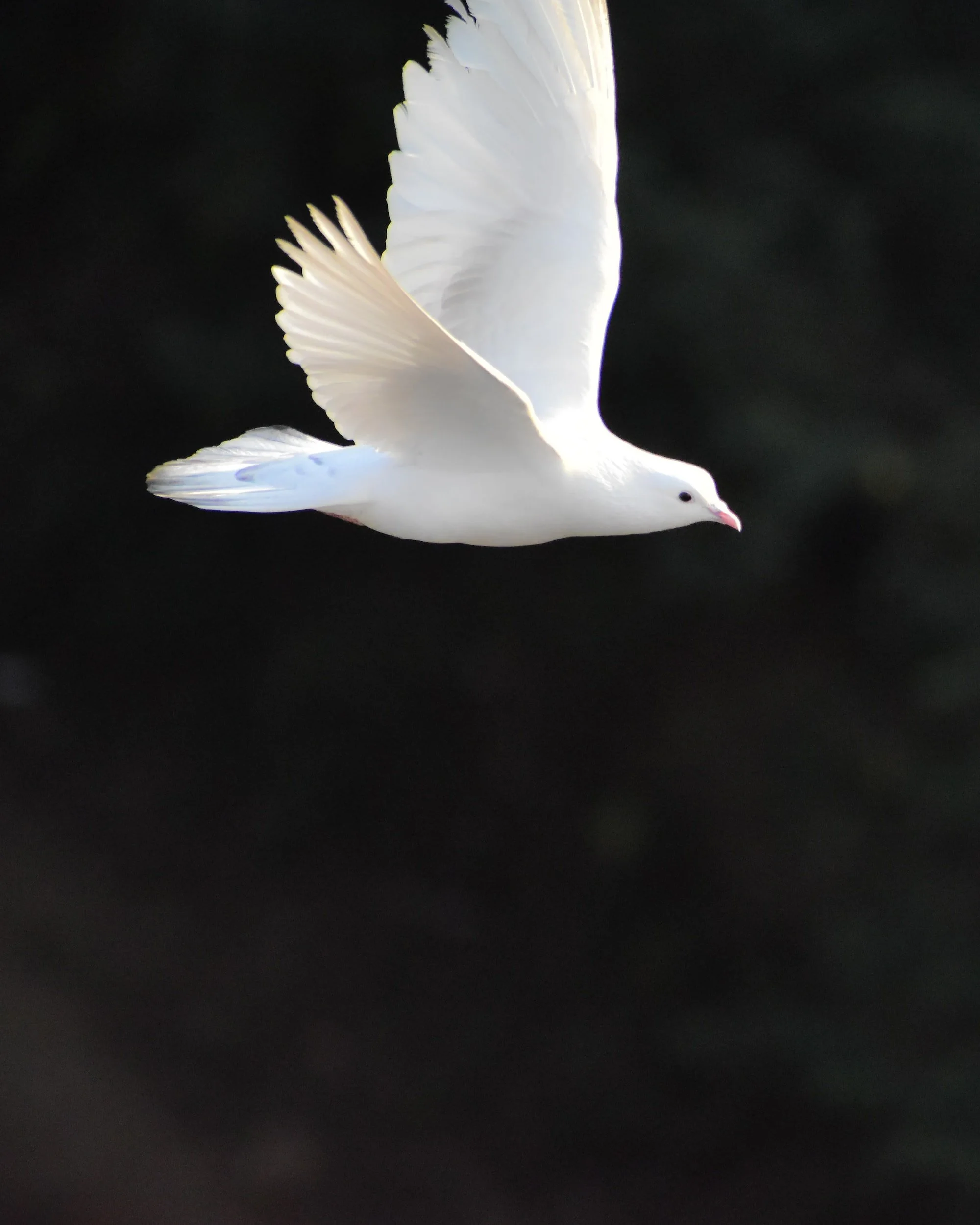 [Un-]Collared Doves 