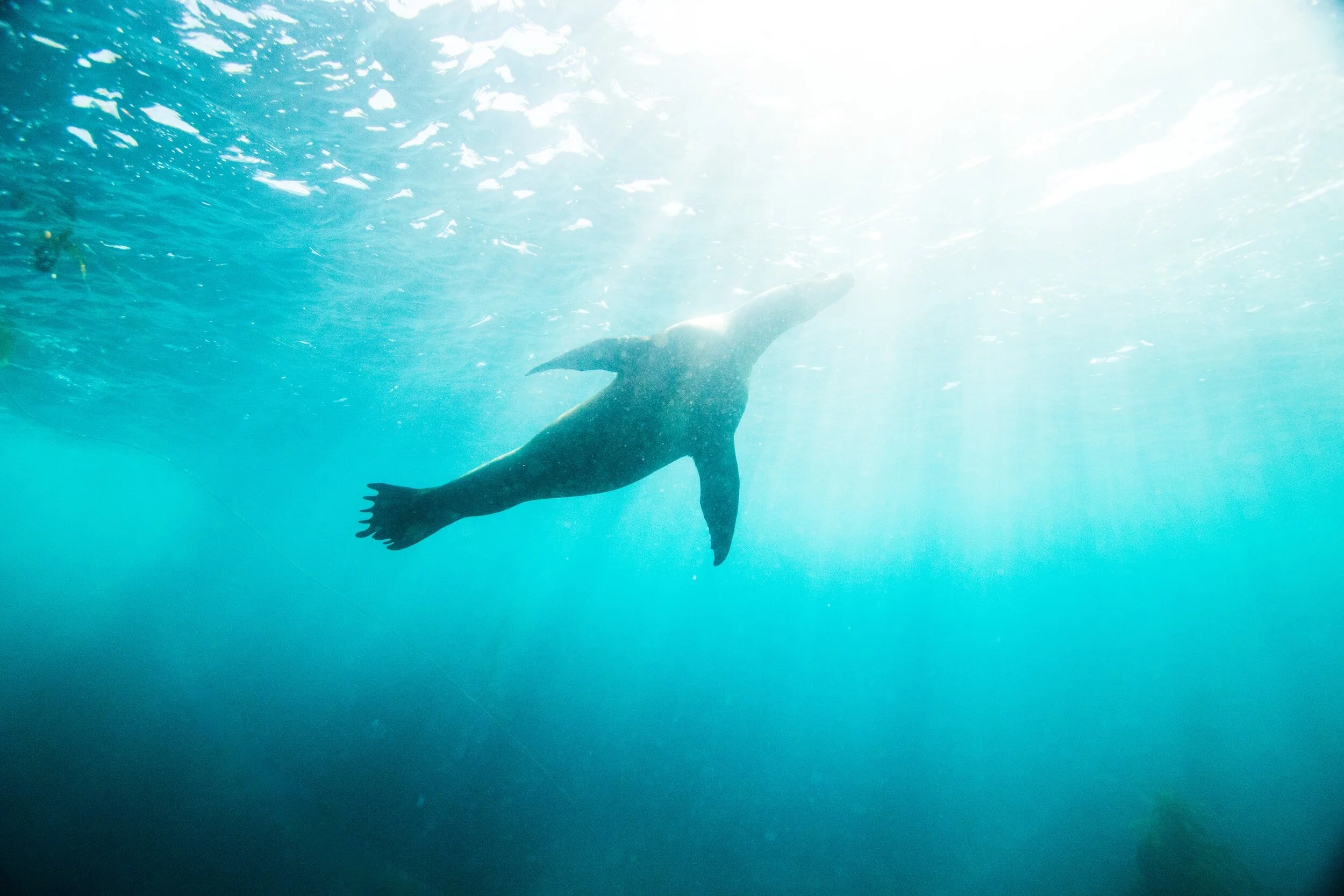 Selkie