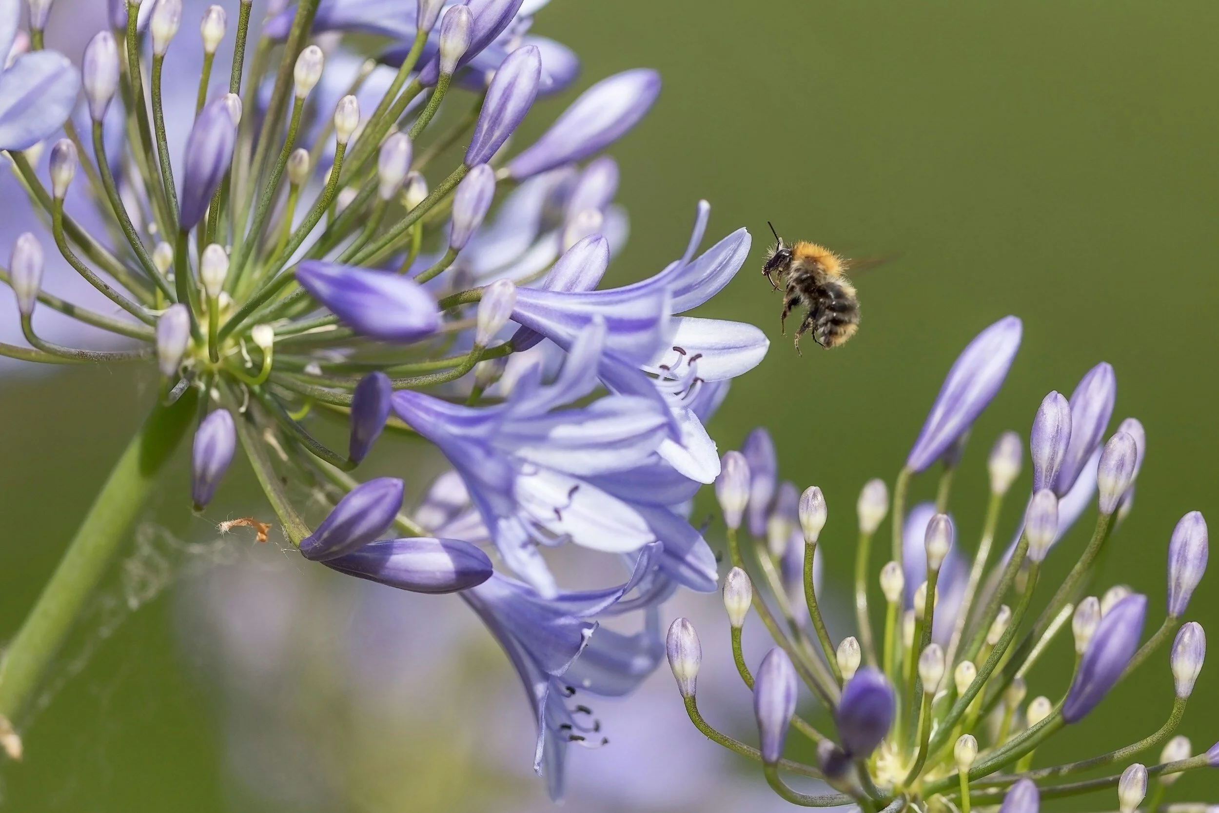 Weeding the Garden ("A Study into Life Before Death")
