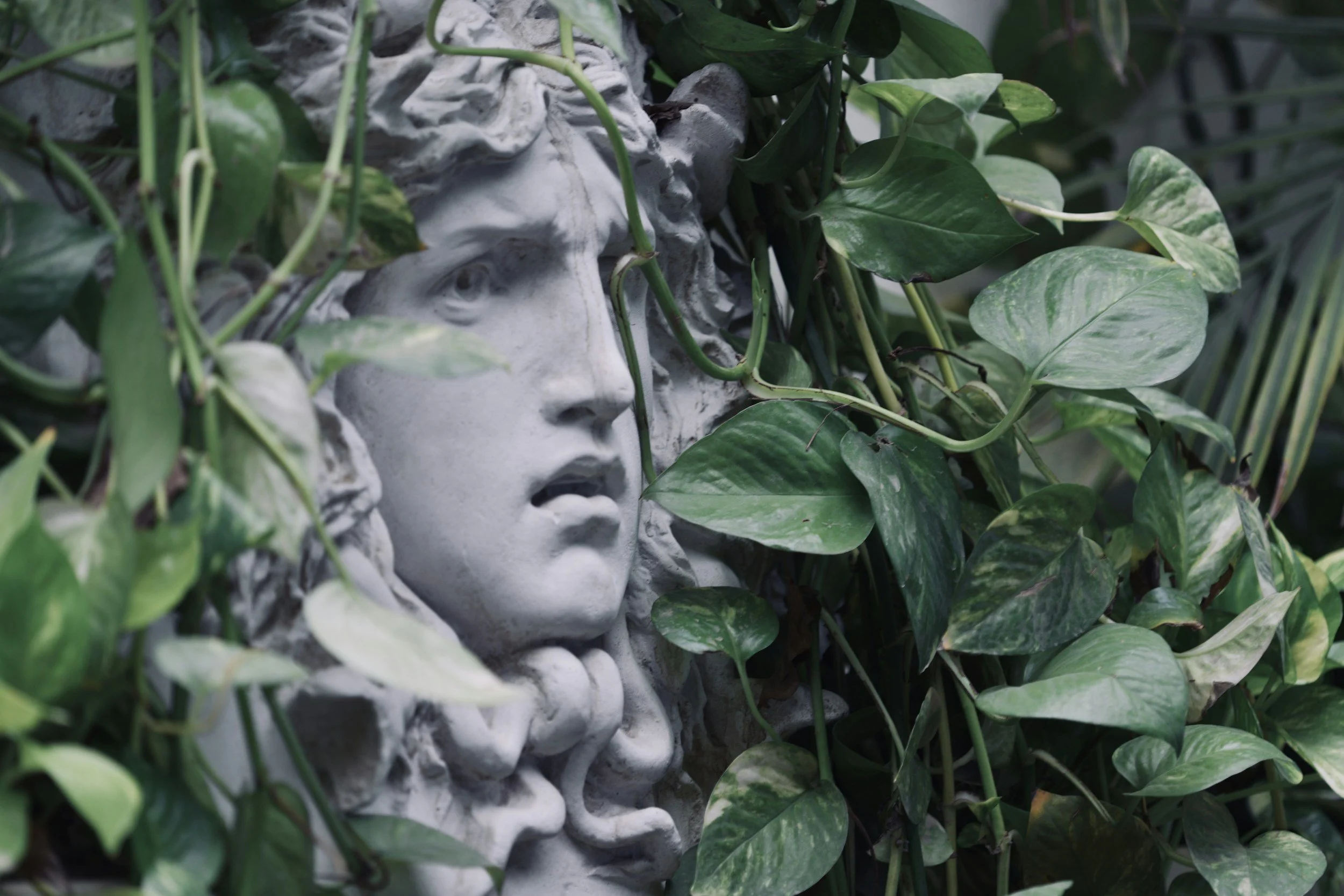 Medusa